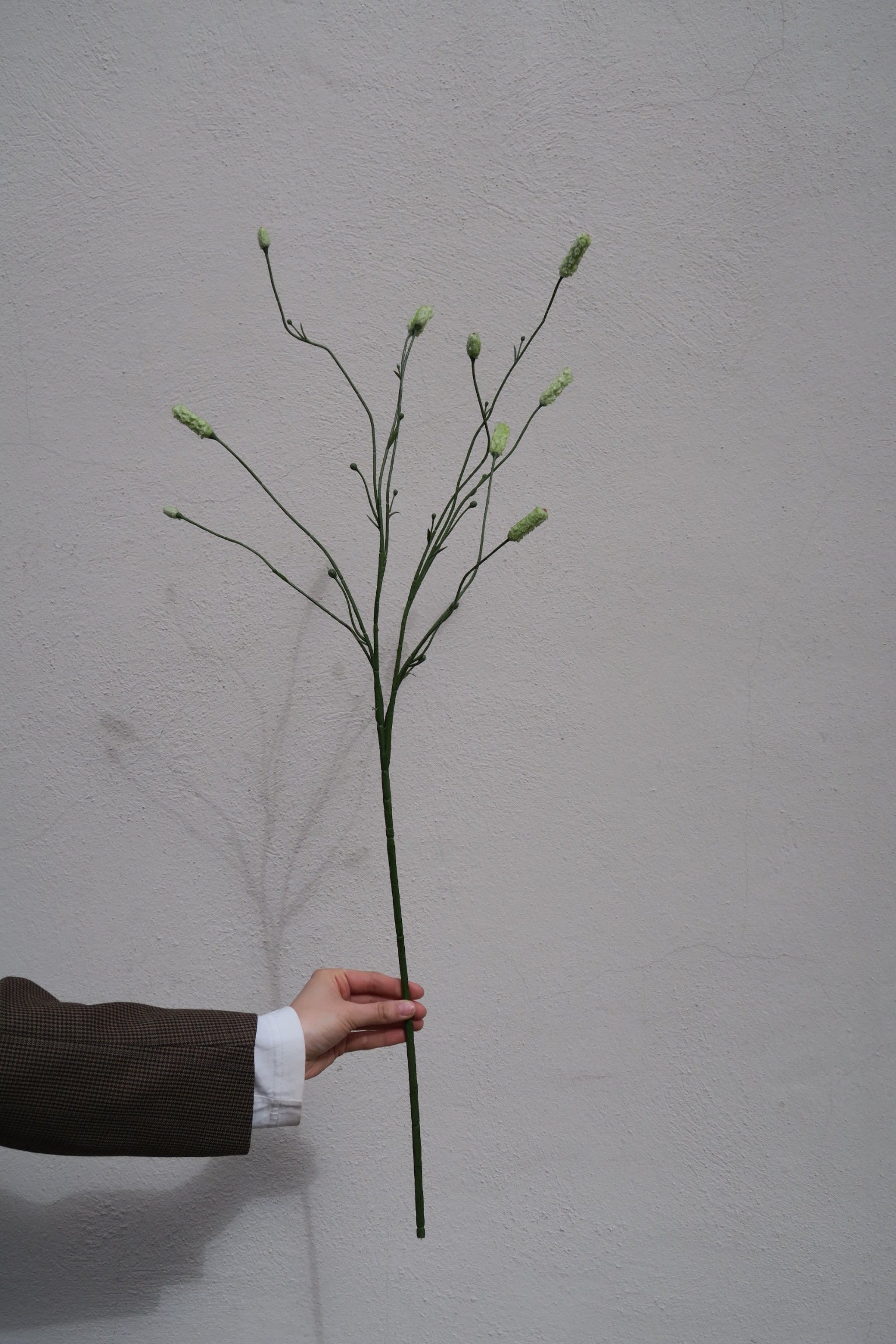 Pimpinell Grön 75 cm