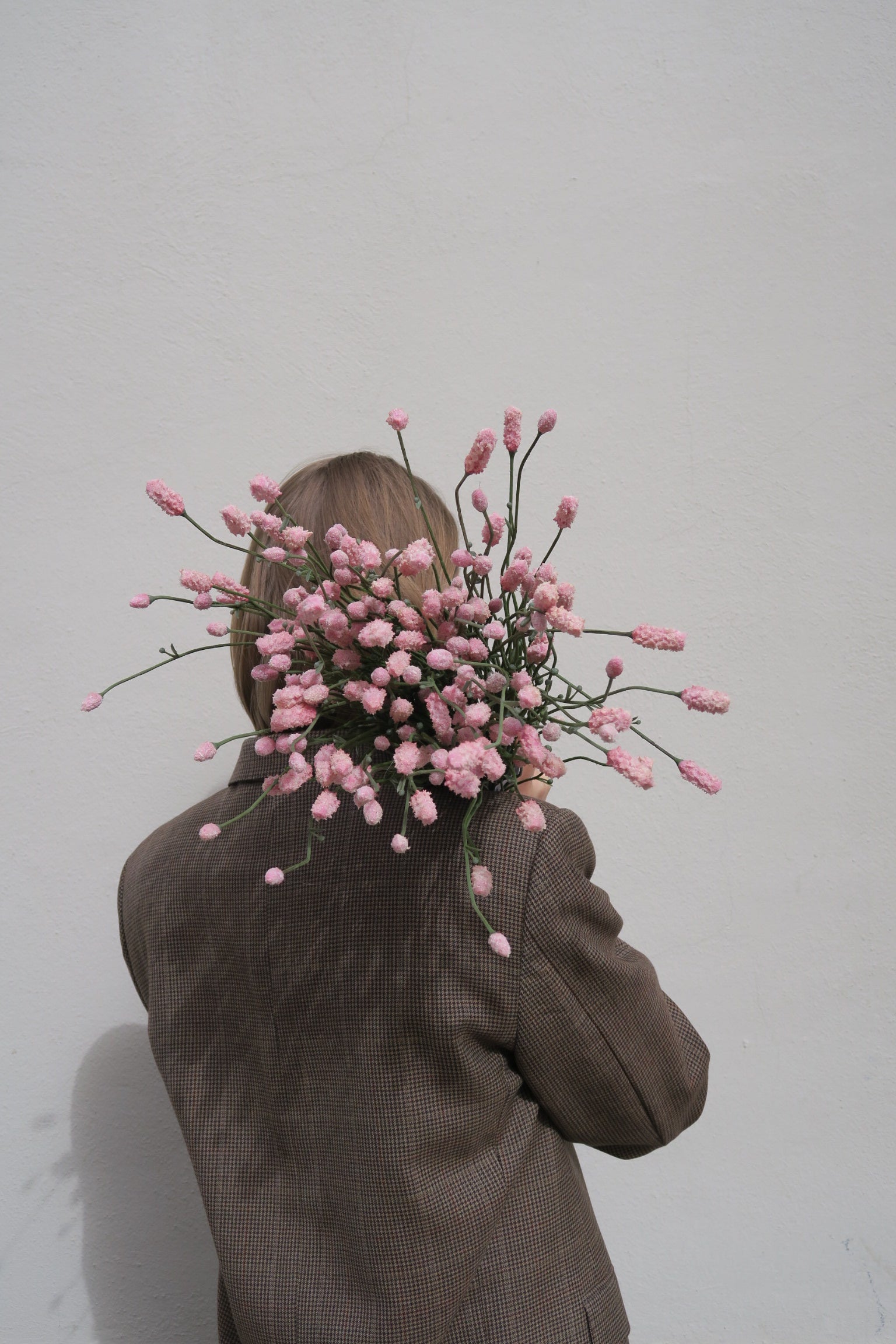 Pimpinell Rosa 75 cm