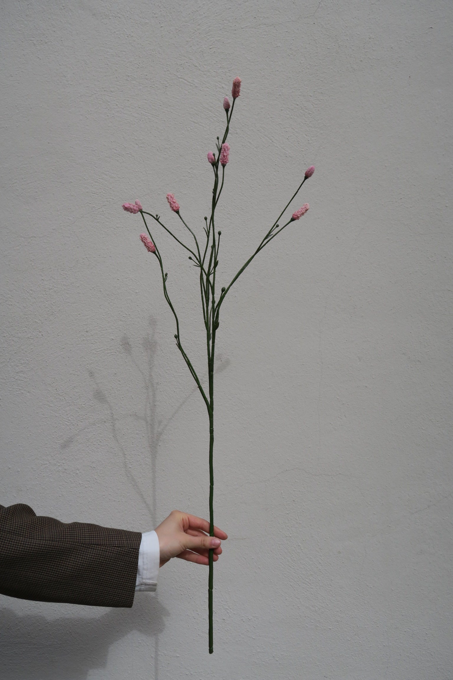 Pimpinell Rosa 75 cm