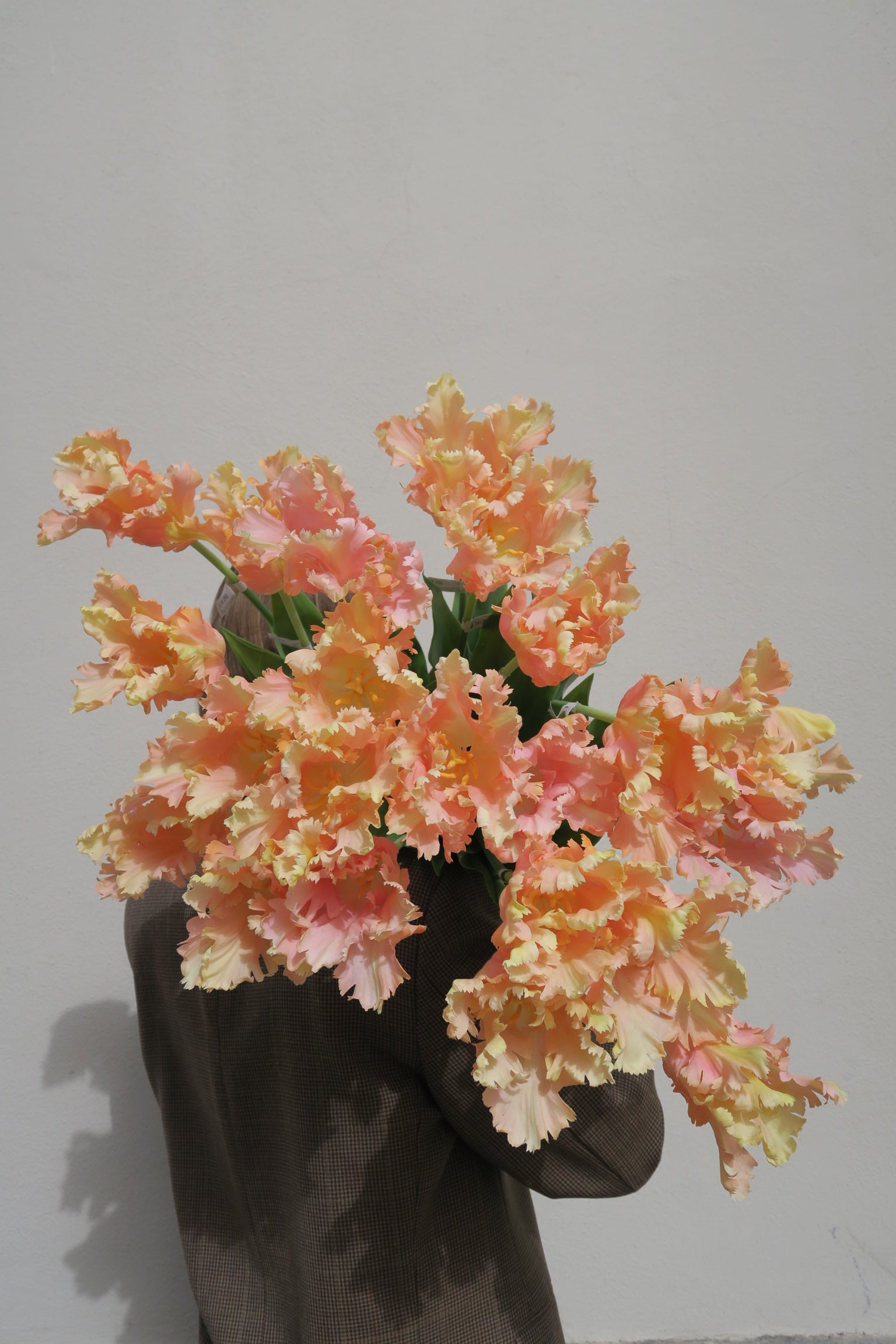 Papegojtulpan Peach 80 cm