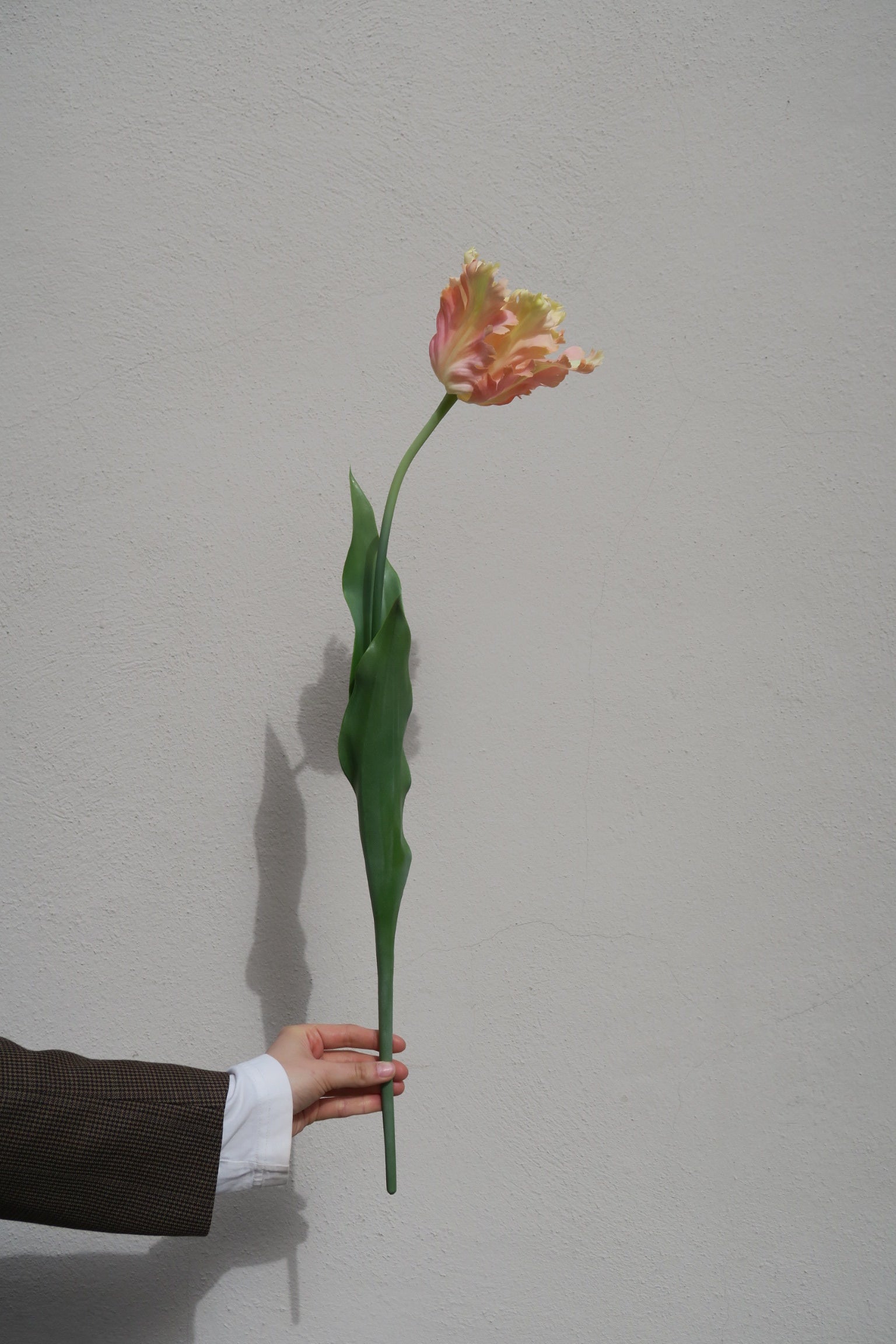 Papegojtulpan Peach 80 cm