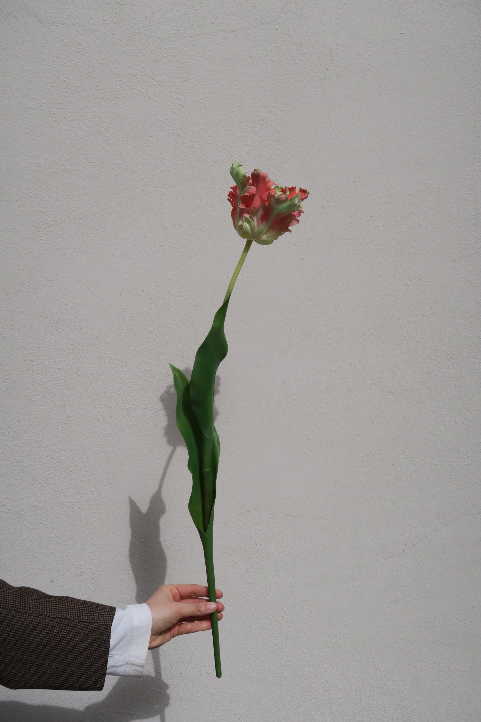 Papegojtulpan Orange 80 cm