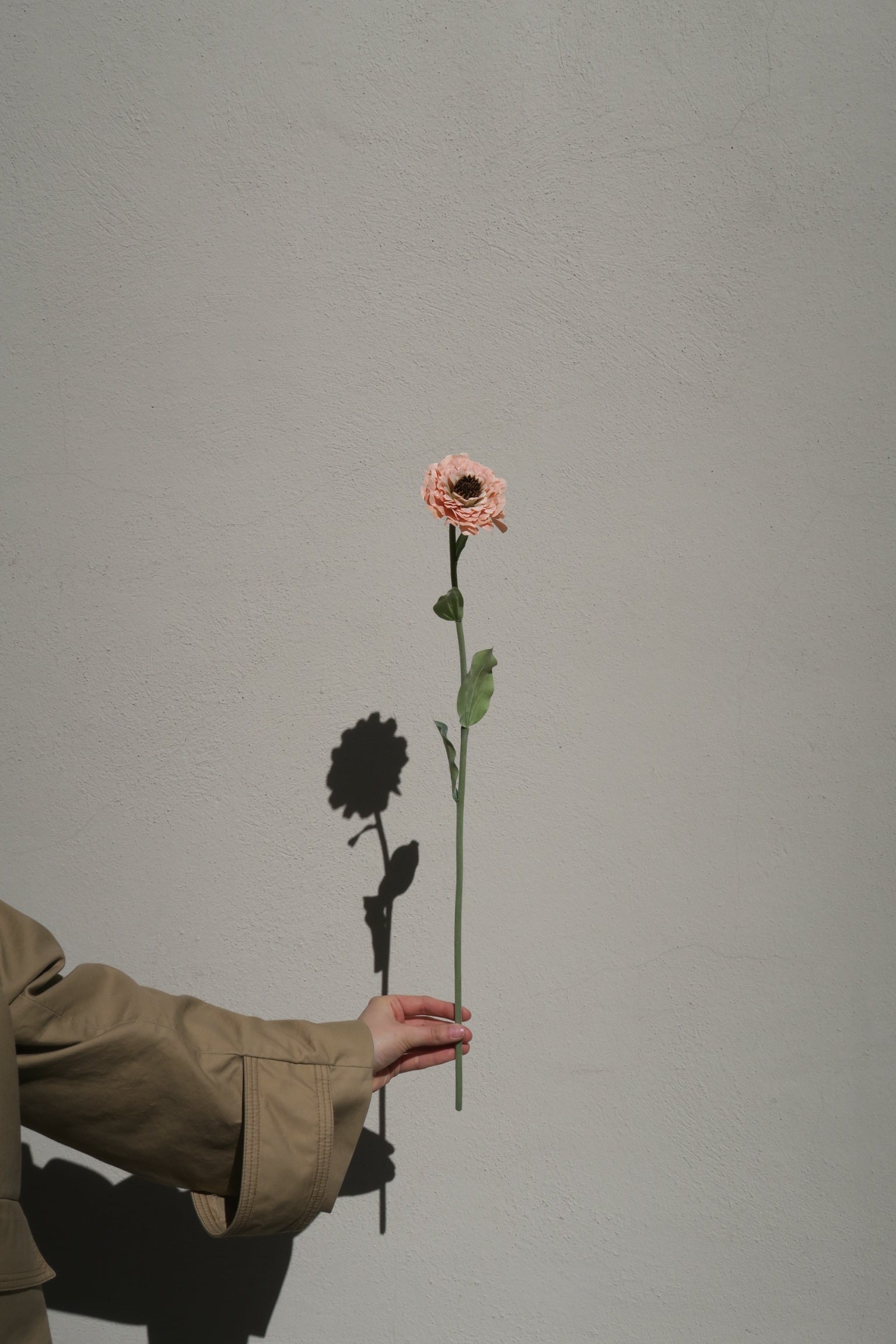 Zinnia Salmon 50 cm