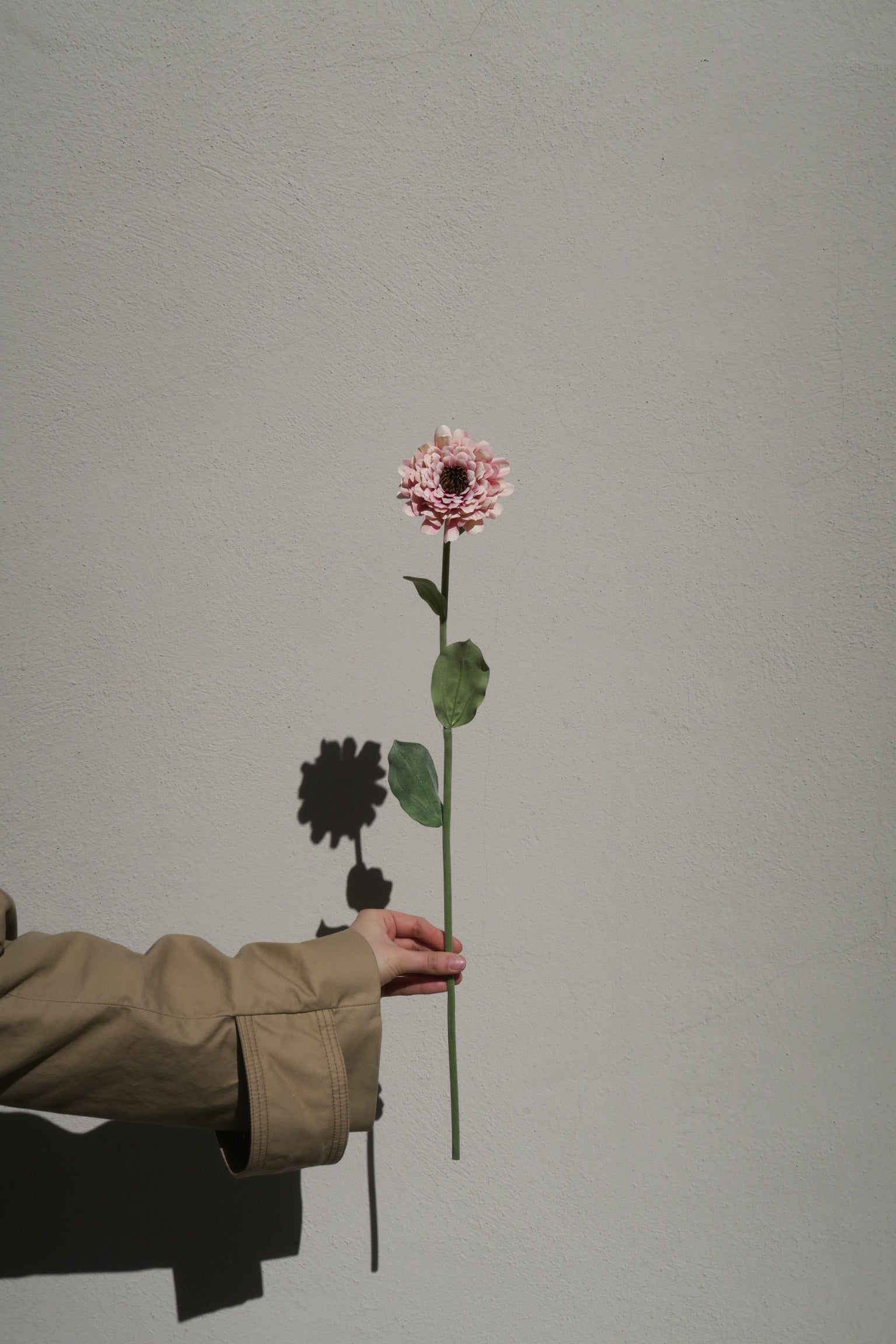 Zinnia Peach 50 cm