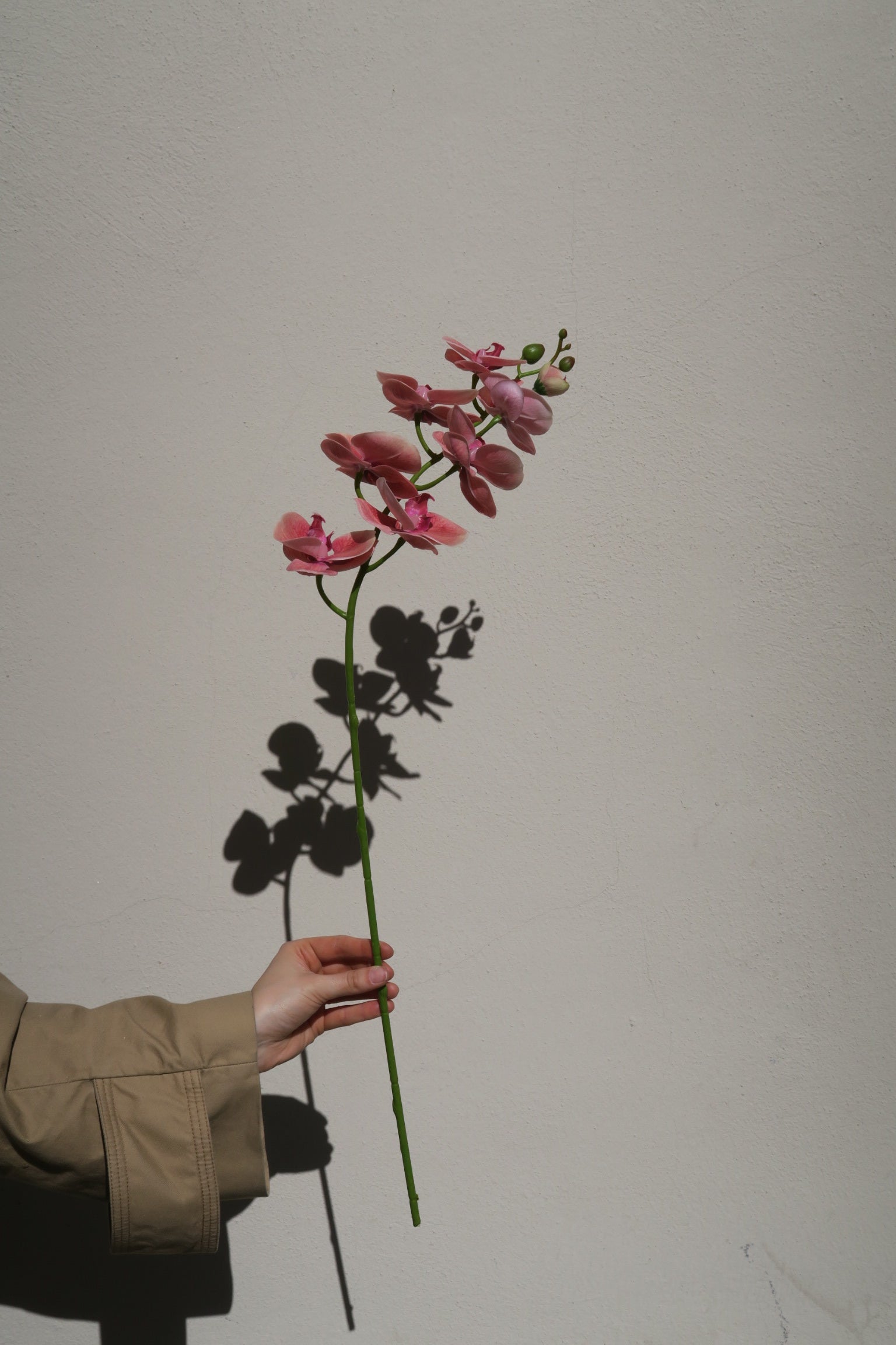 Orkidékvist Cerise 60 cm