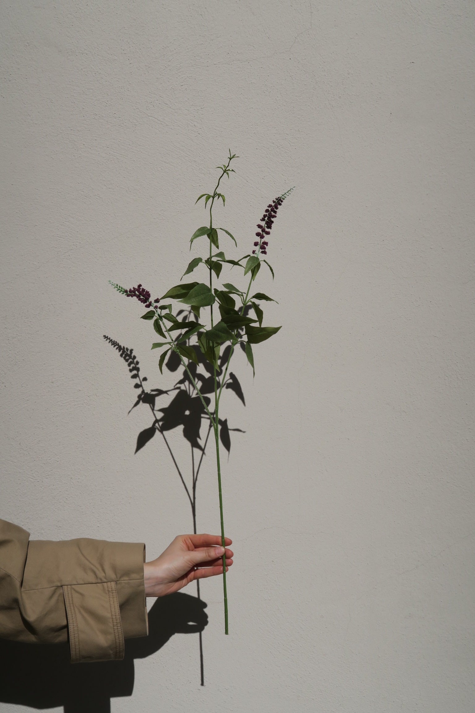 Lavendel Lila 60 cm