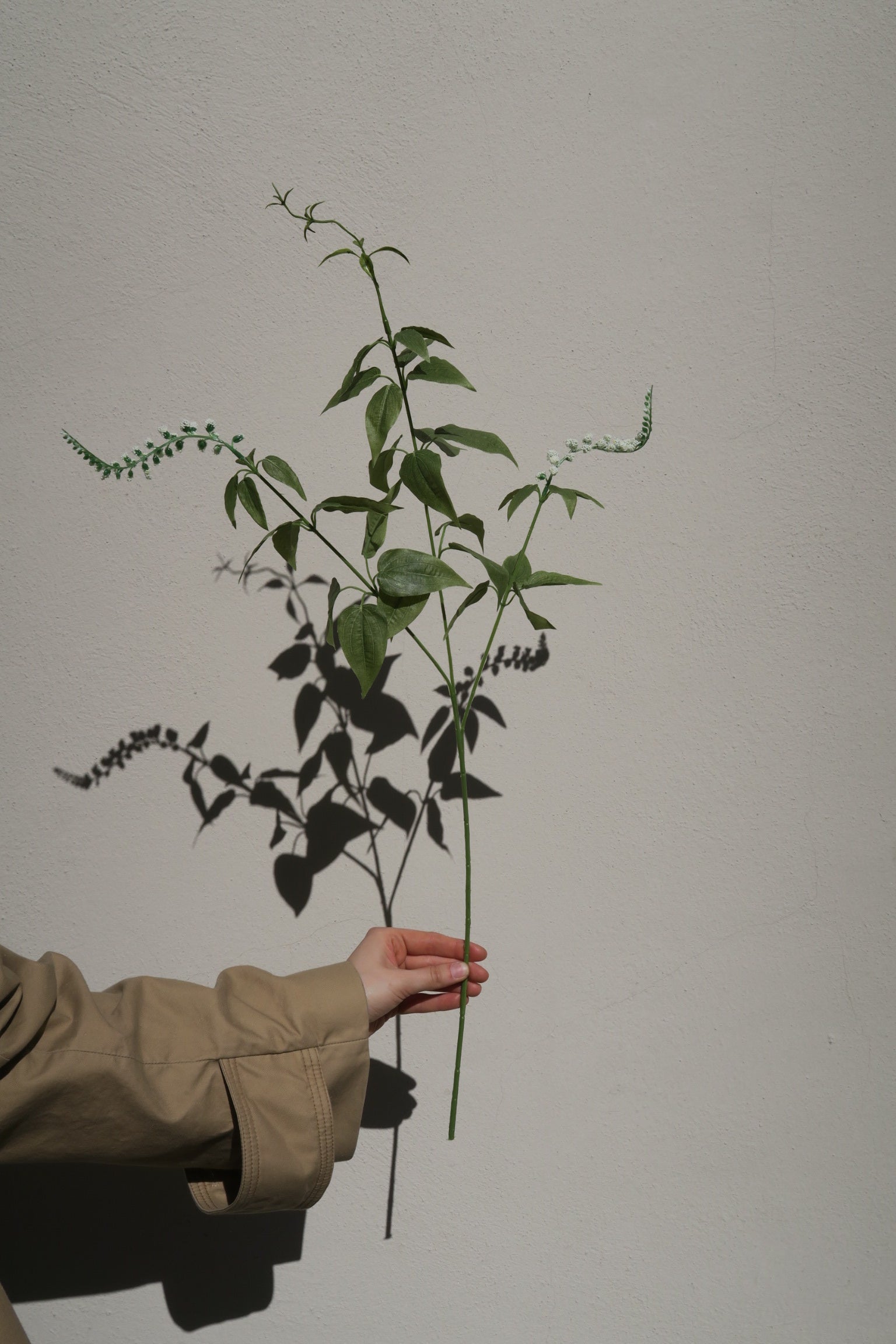 Lavendel Vit 60 cm
