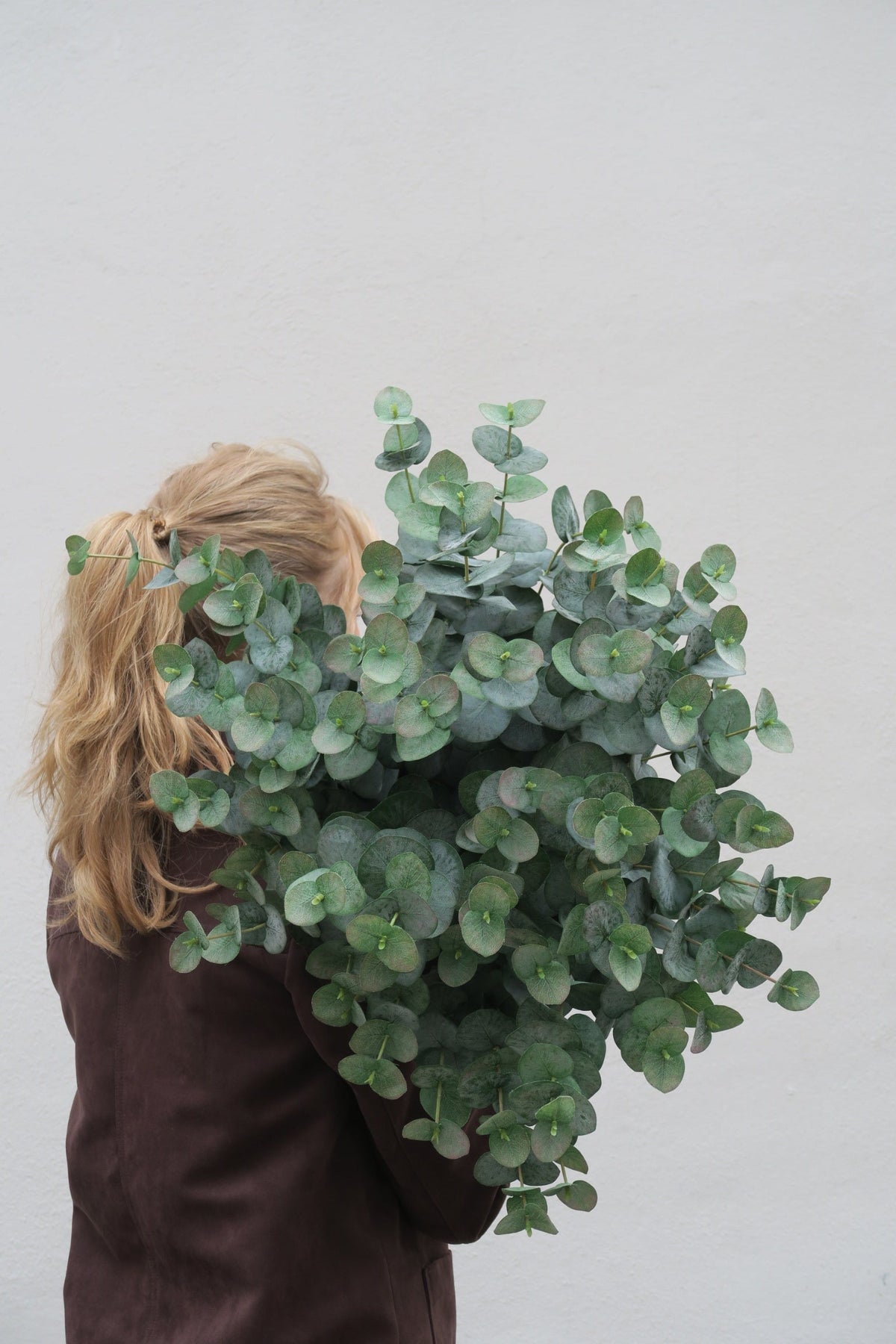 Eucalyptus 60 - 120 cm