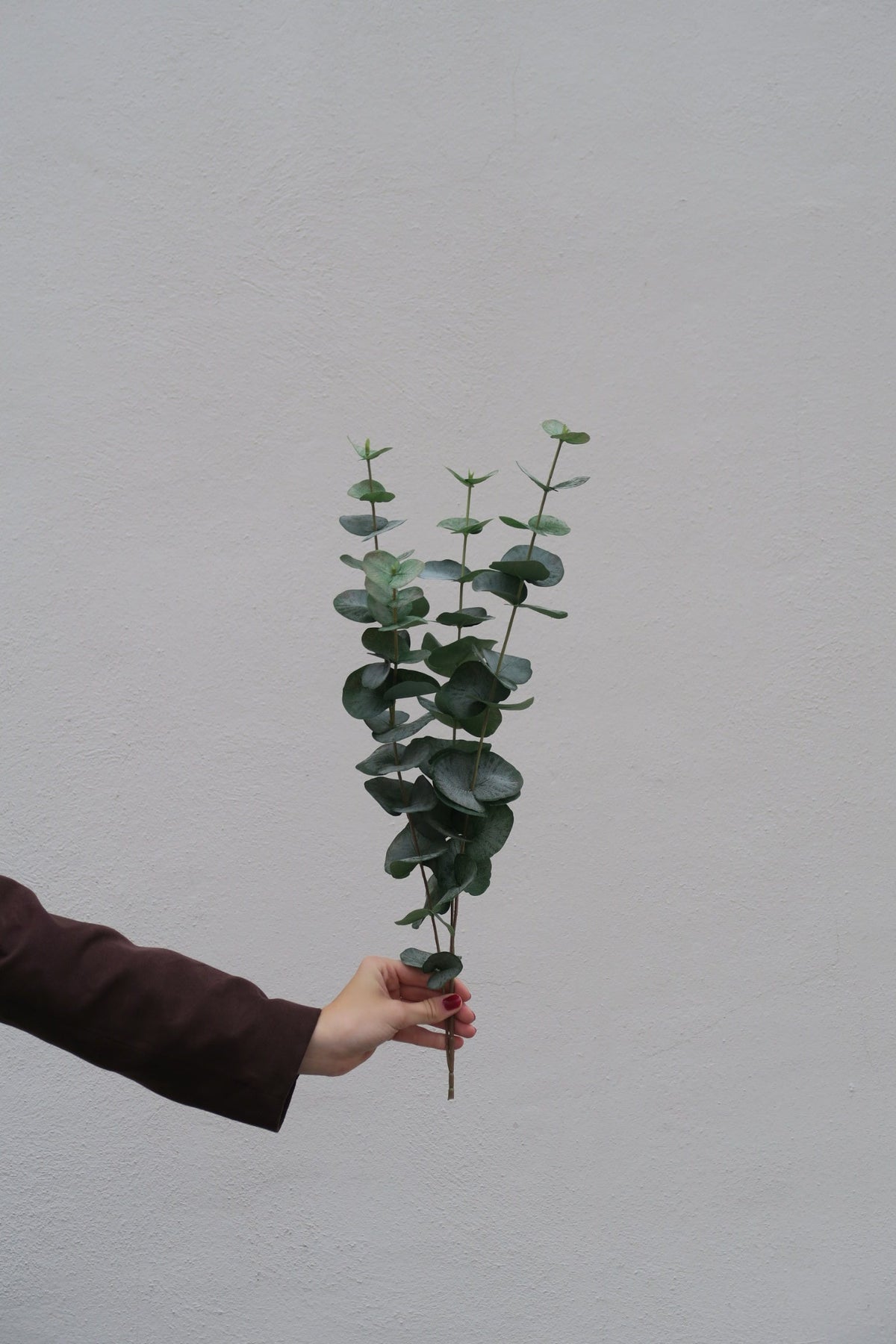 Eucalyptus 60 - 120 cm