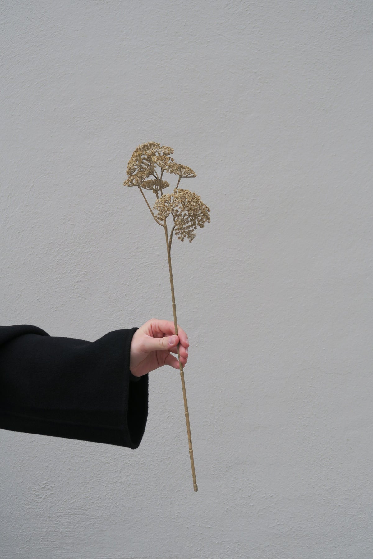Röllika Beige 50 cm