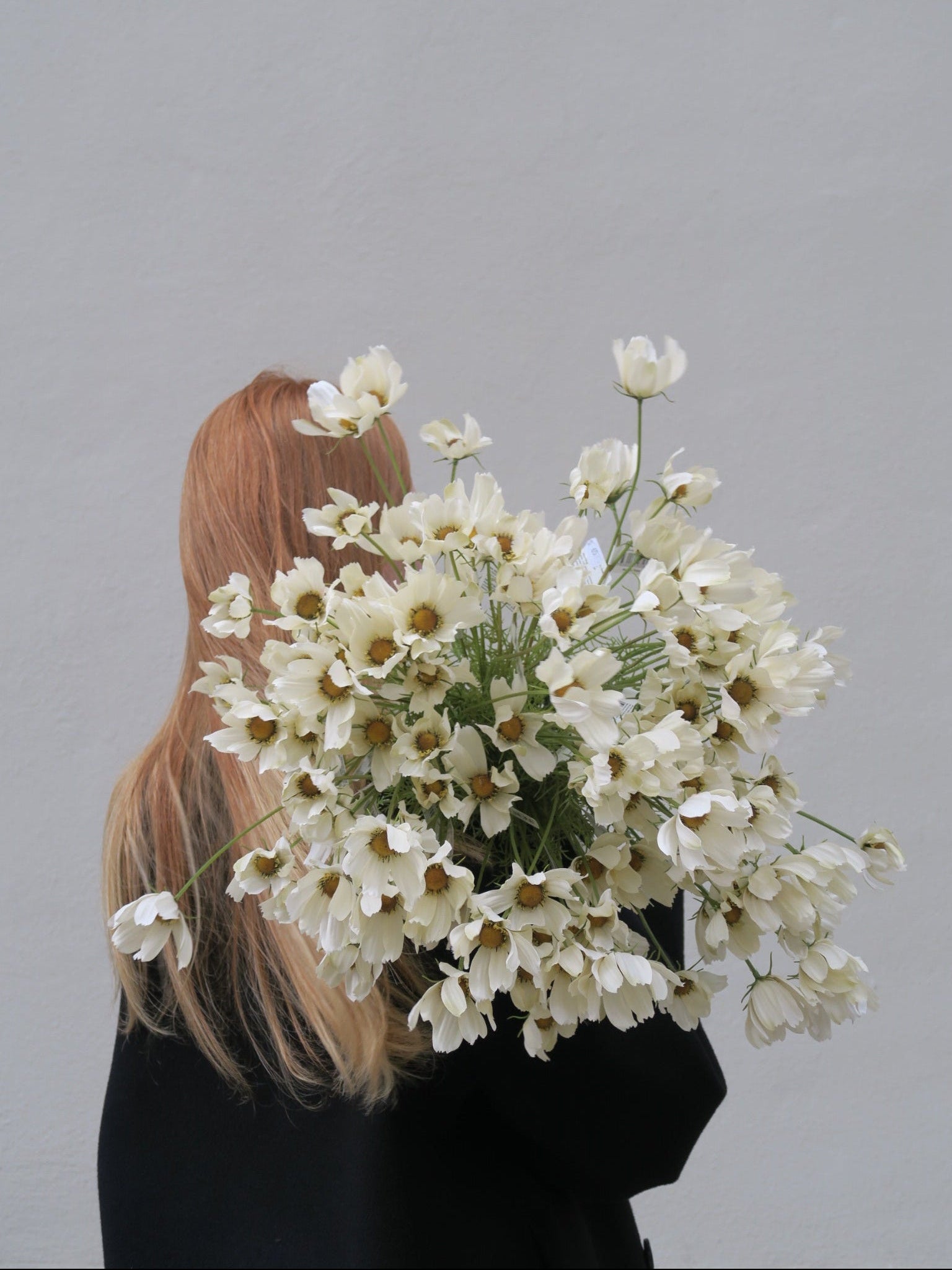 Rosenskära 60 cm