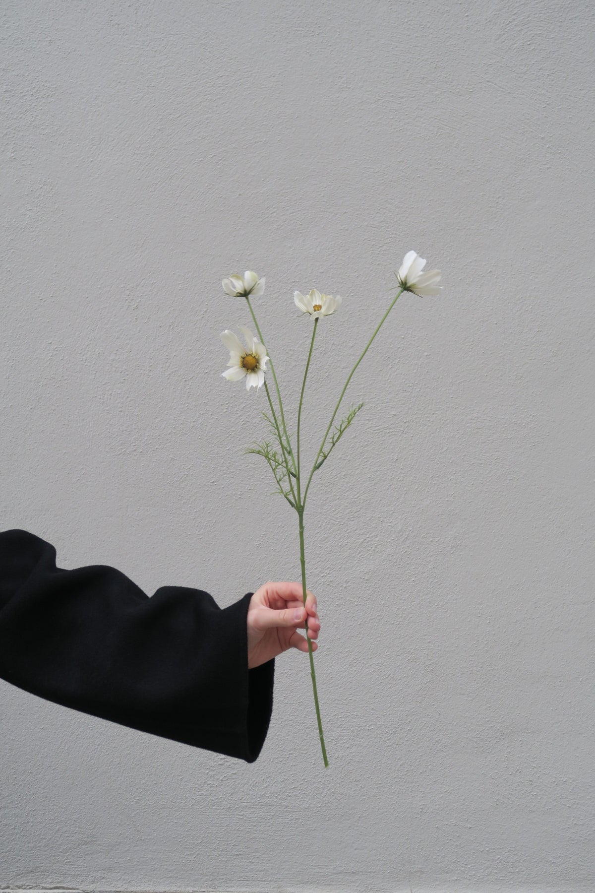 Rosenskära 60 cm