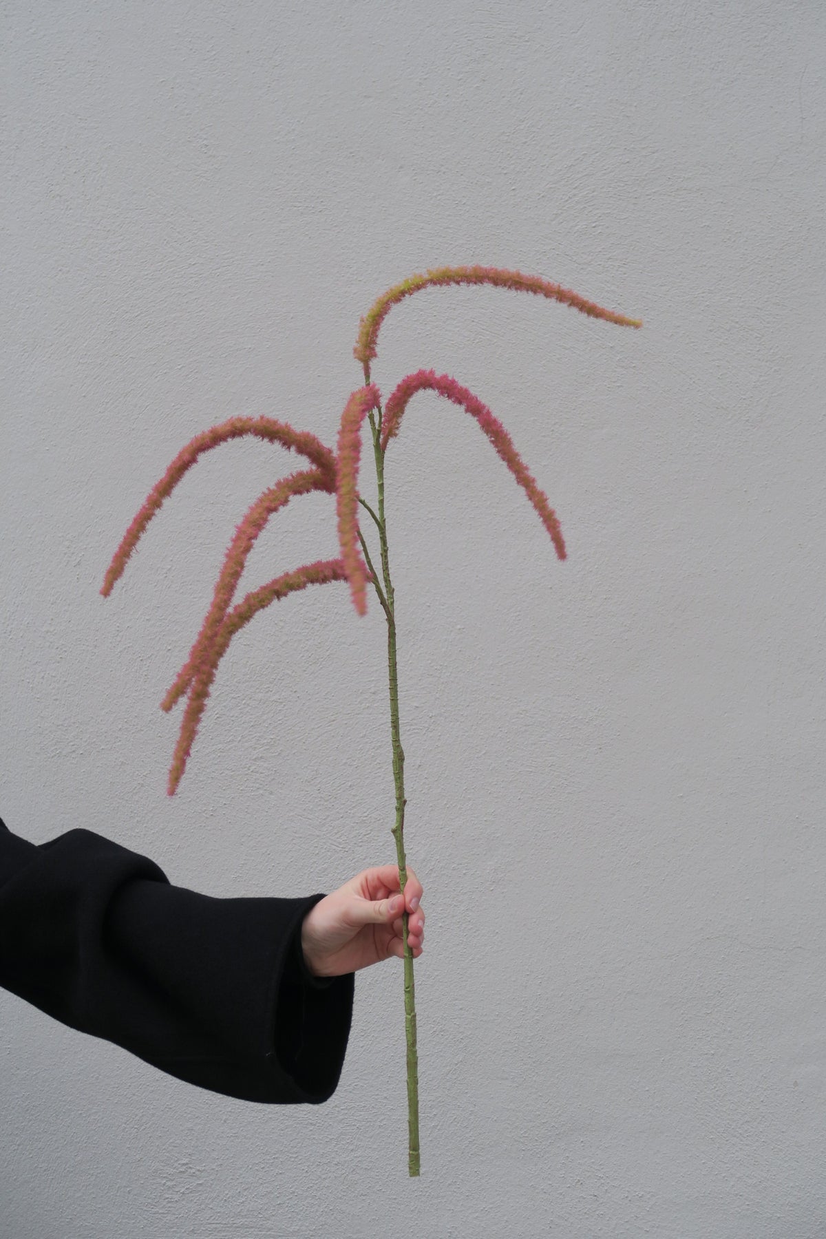Amarant Rosa 65 cm