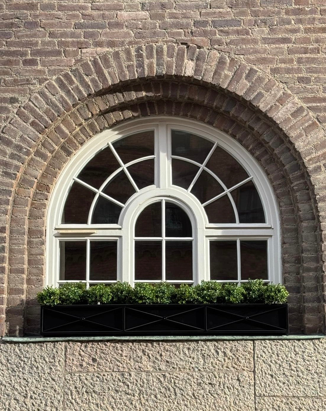 Buxbom mini UV 30 cm