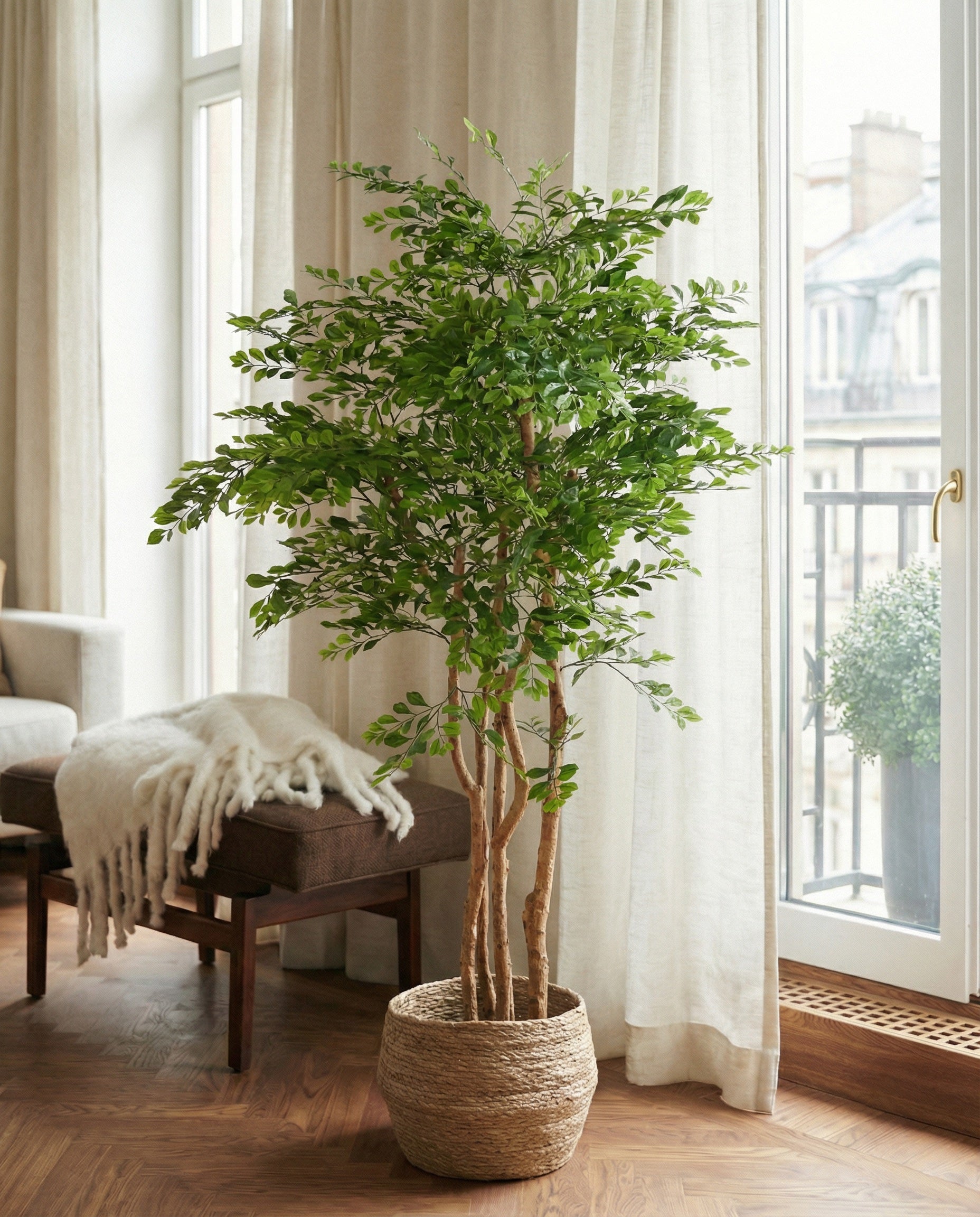 Acacia 150 cm