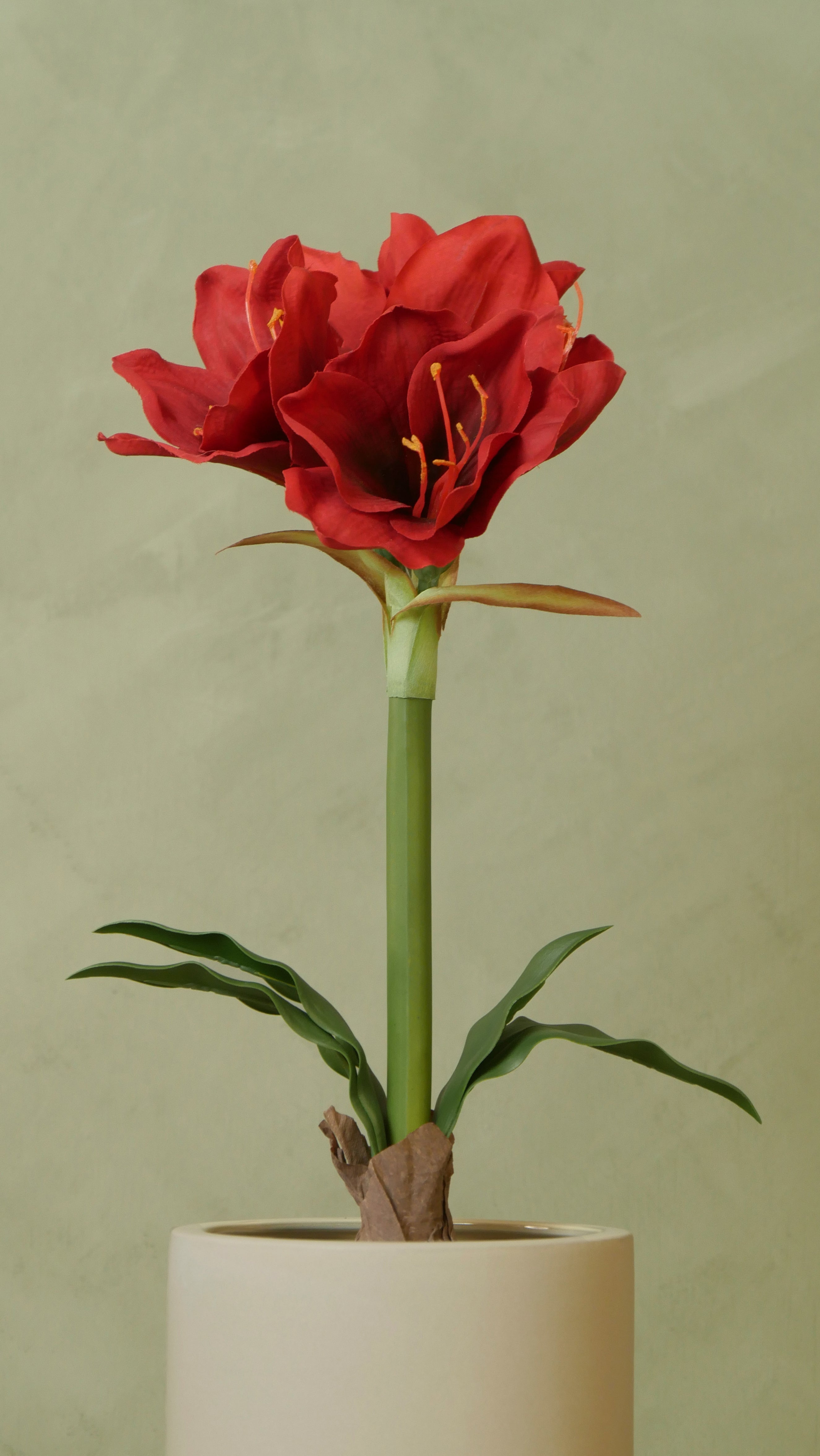Amaryllis i kruka 50 cm, Röd