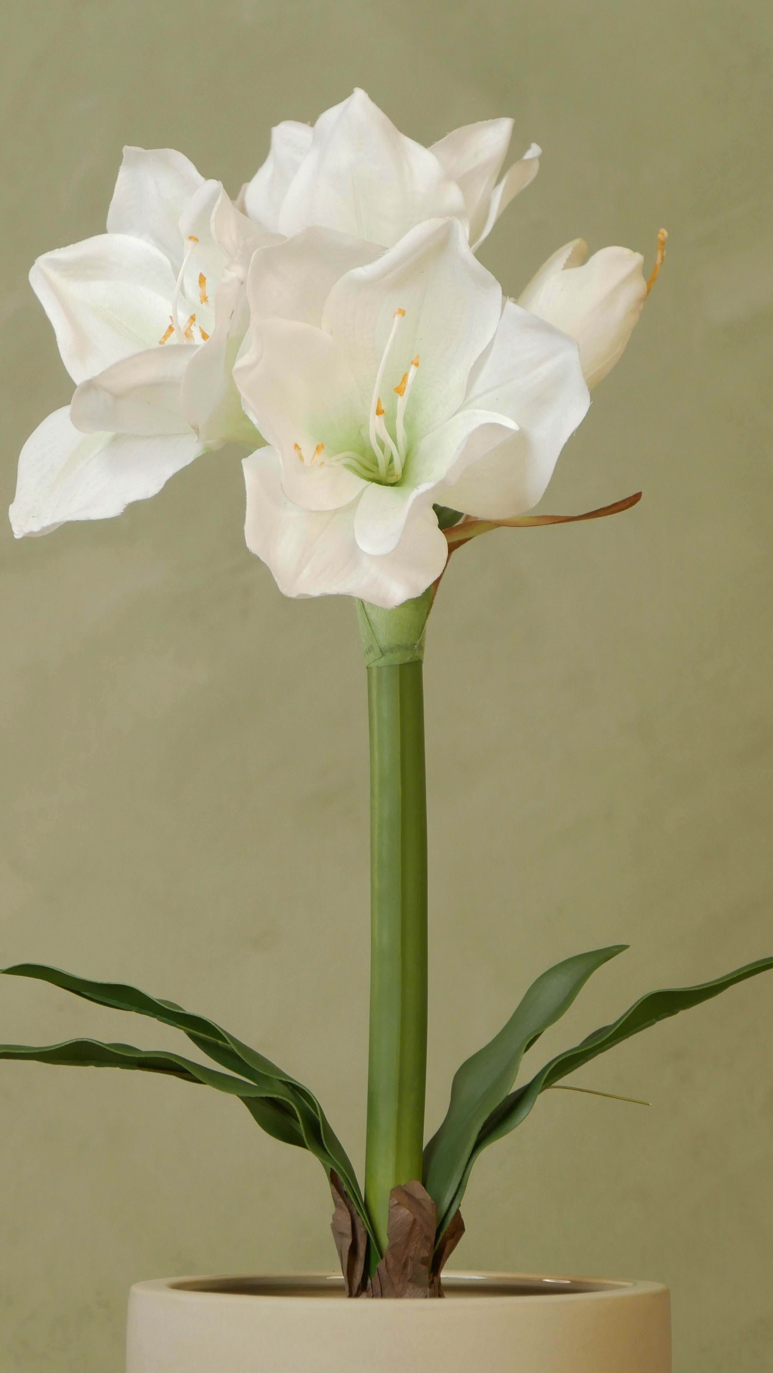 Amaryllis i kruka 50 cm, Vit