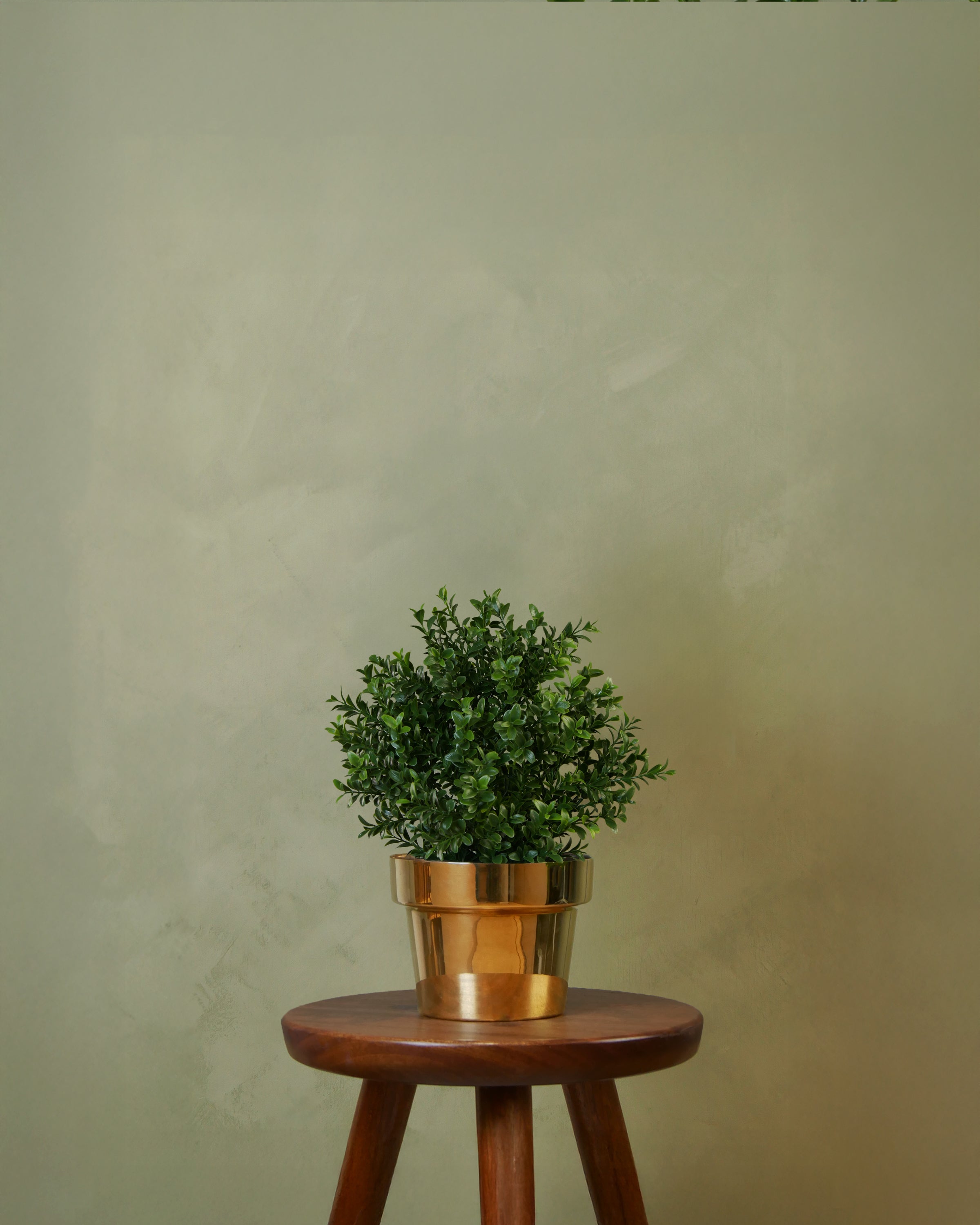 Buxbom i kruka UV 36 cm