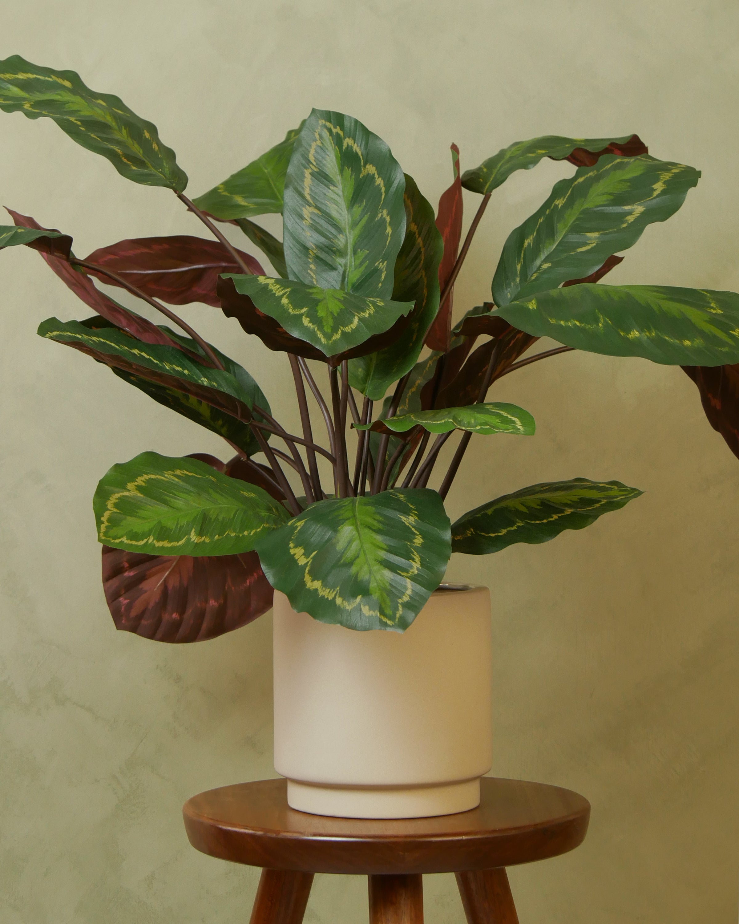 Calathea Roseopicta 62 cm