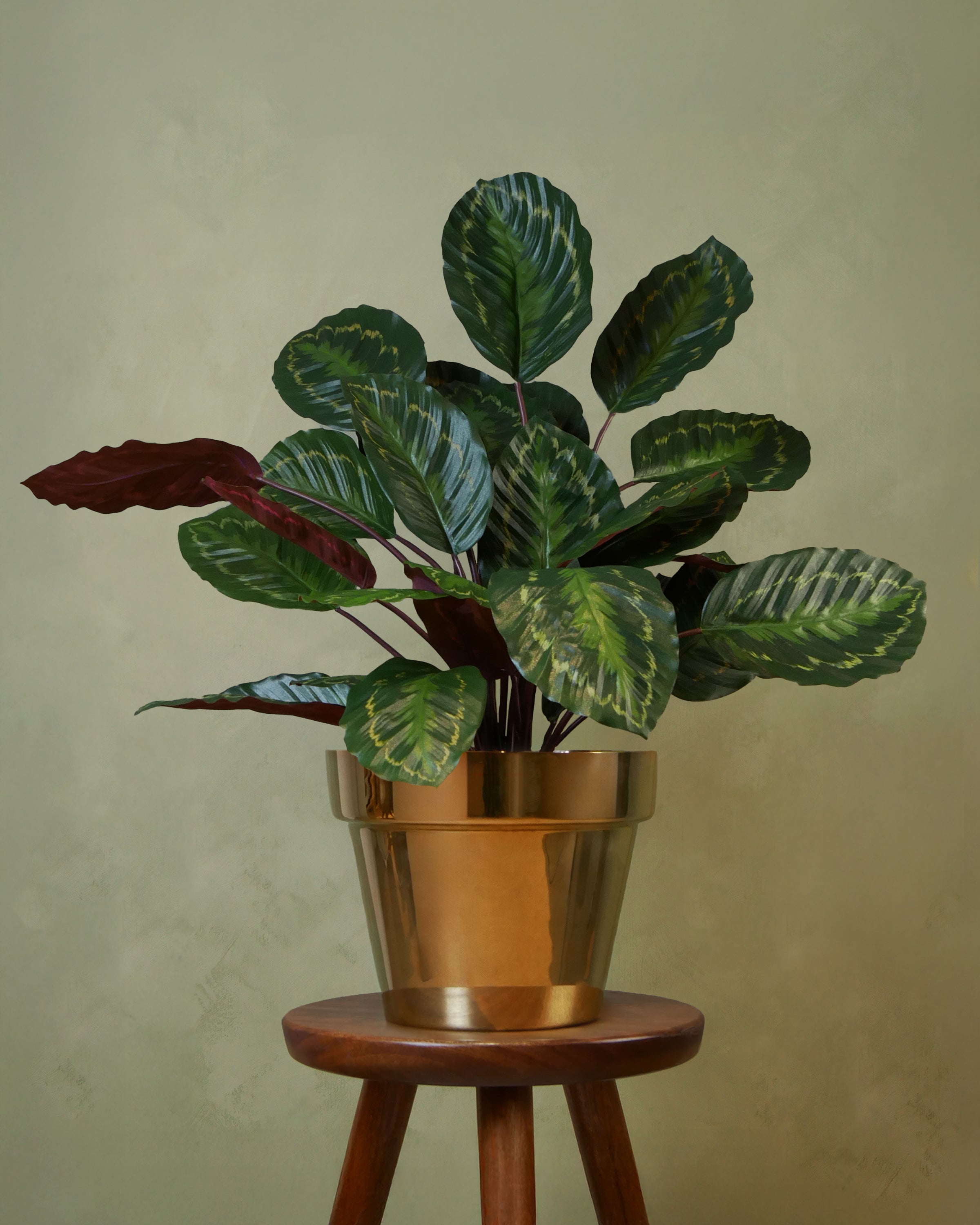Calathea Roseopicta 62 cm