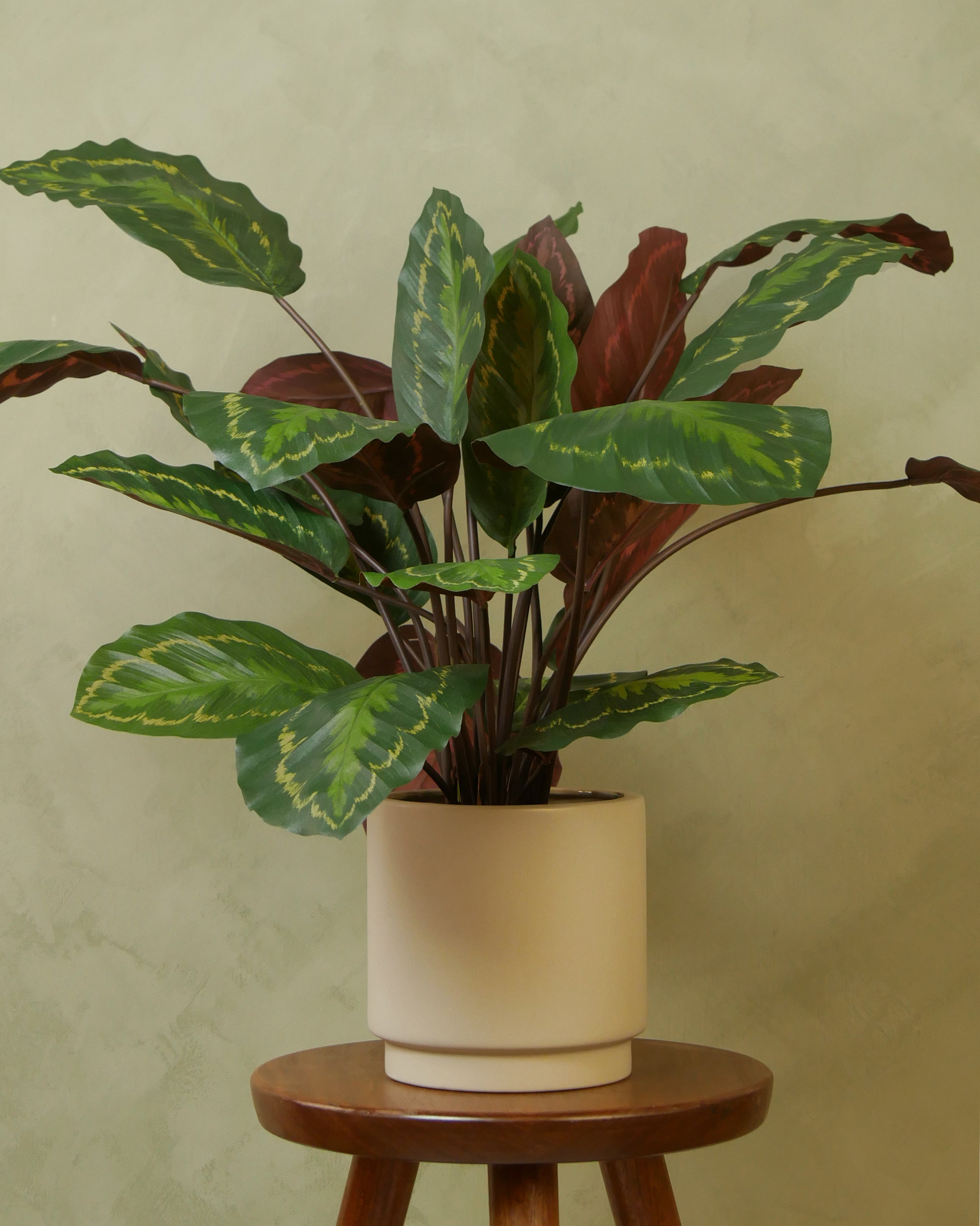 Calathea Roseopicta 62 cm