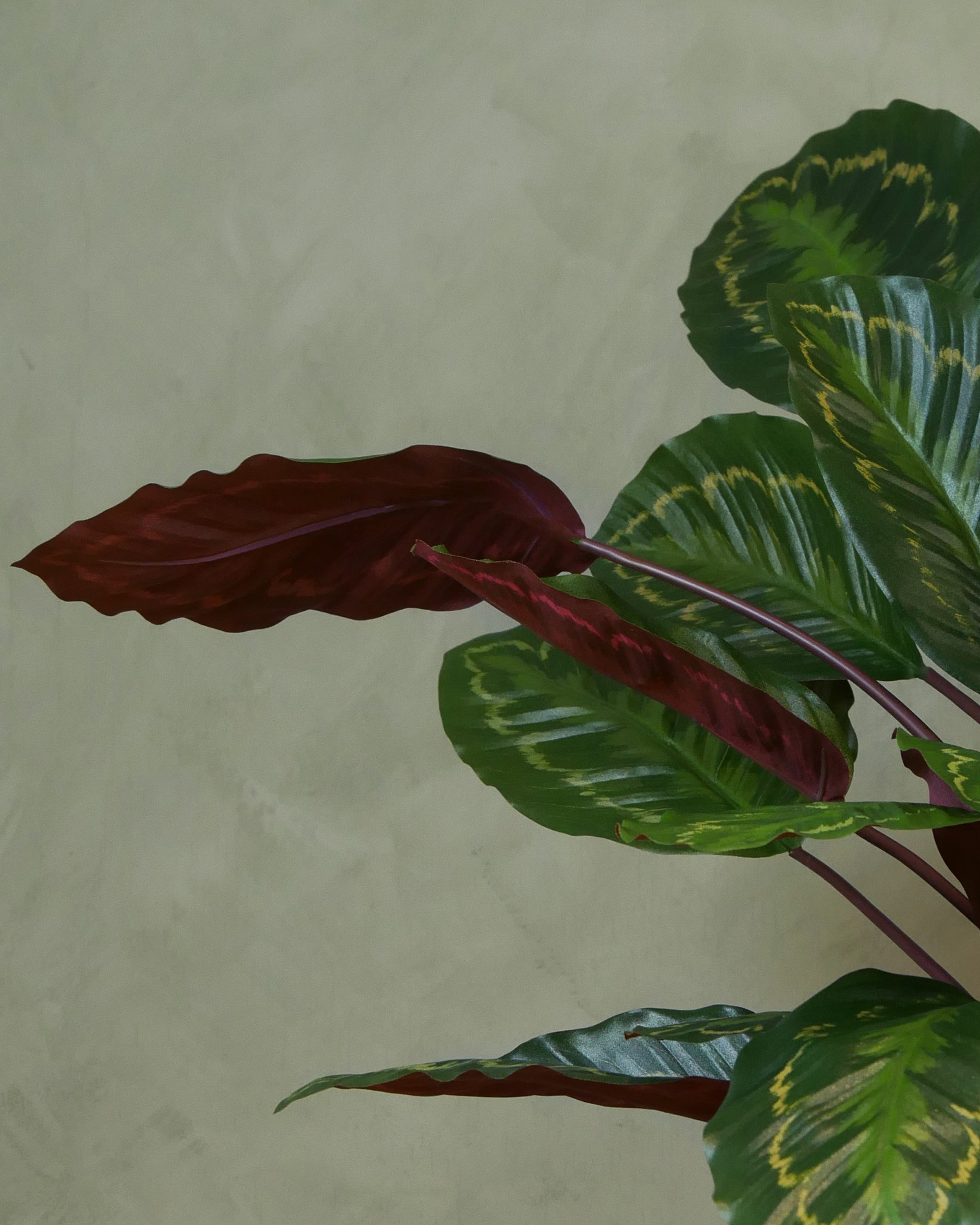 Calathea Roseopicta 62 cm