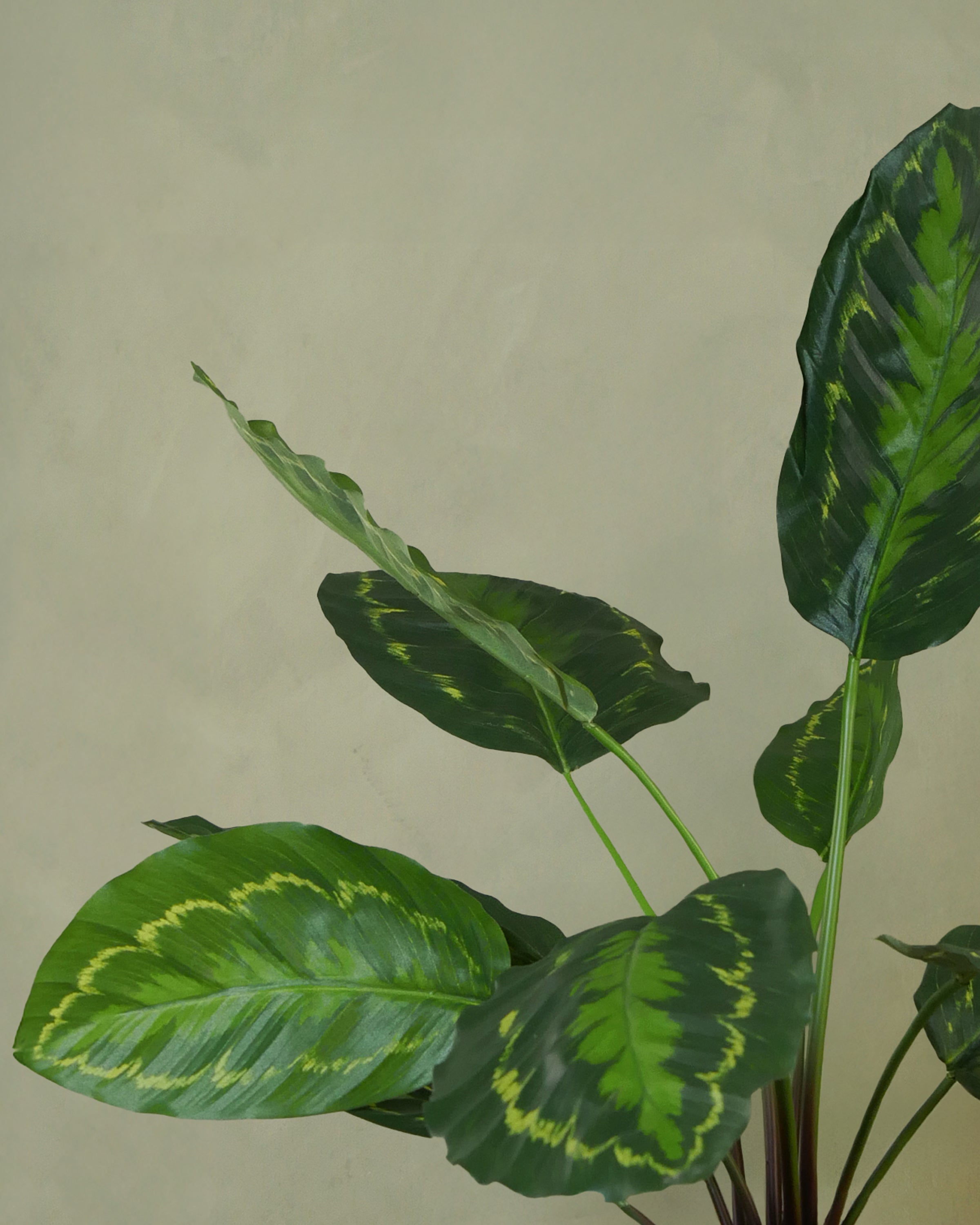 Calathea 45 cm, grön gul