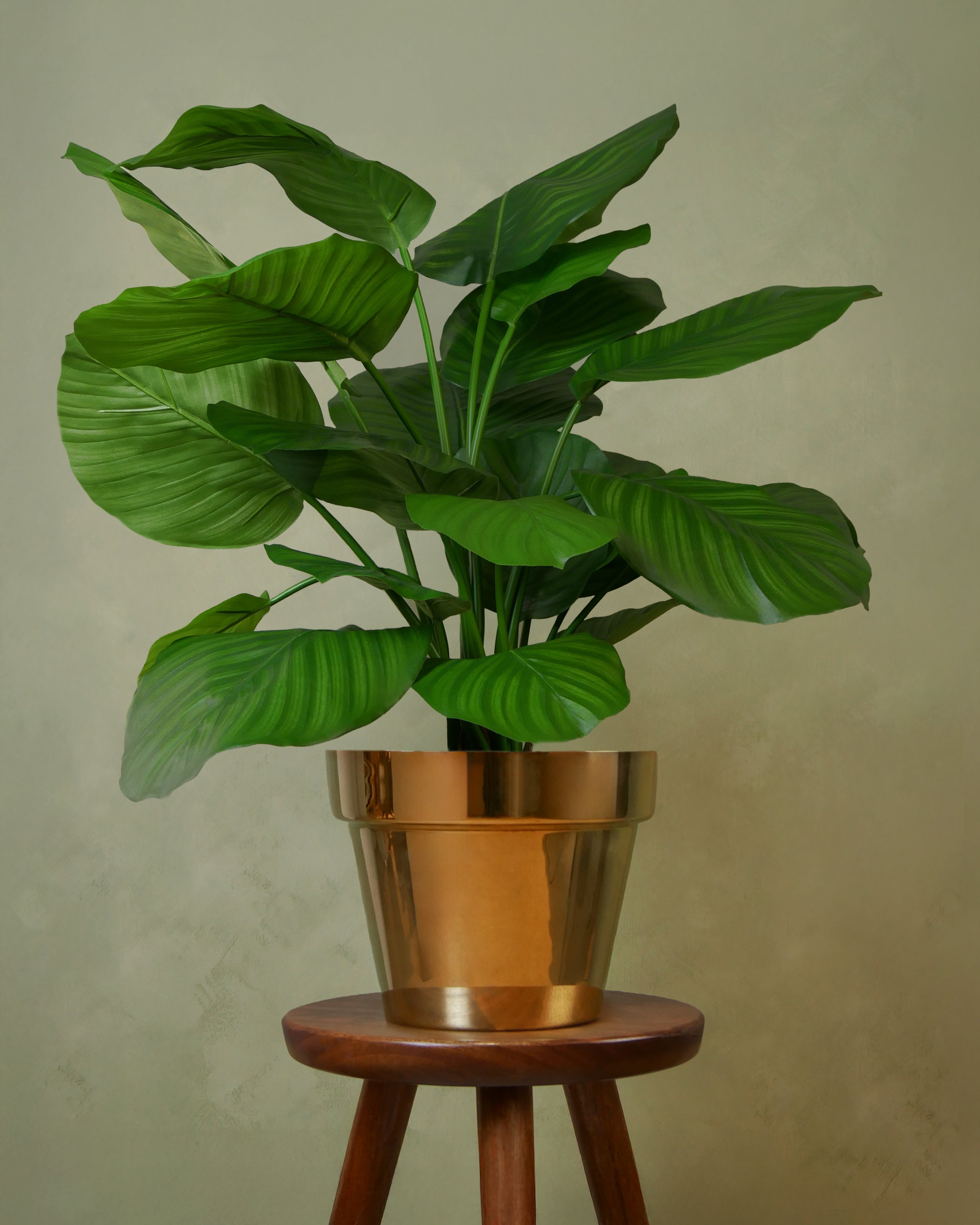 Calathea UV 72 cm