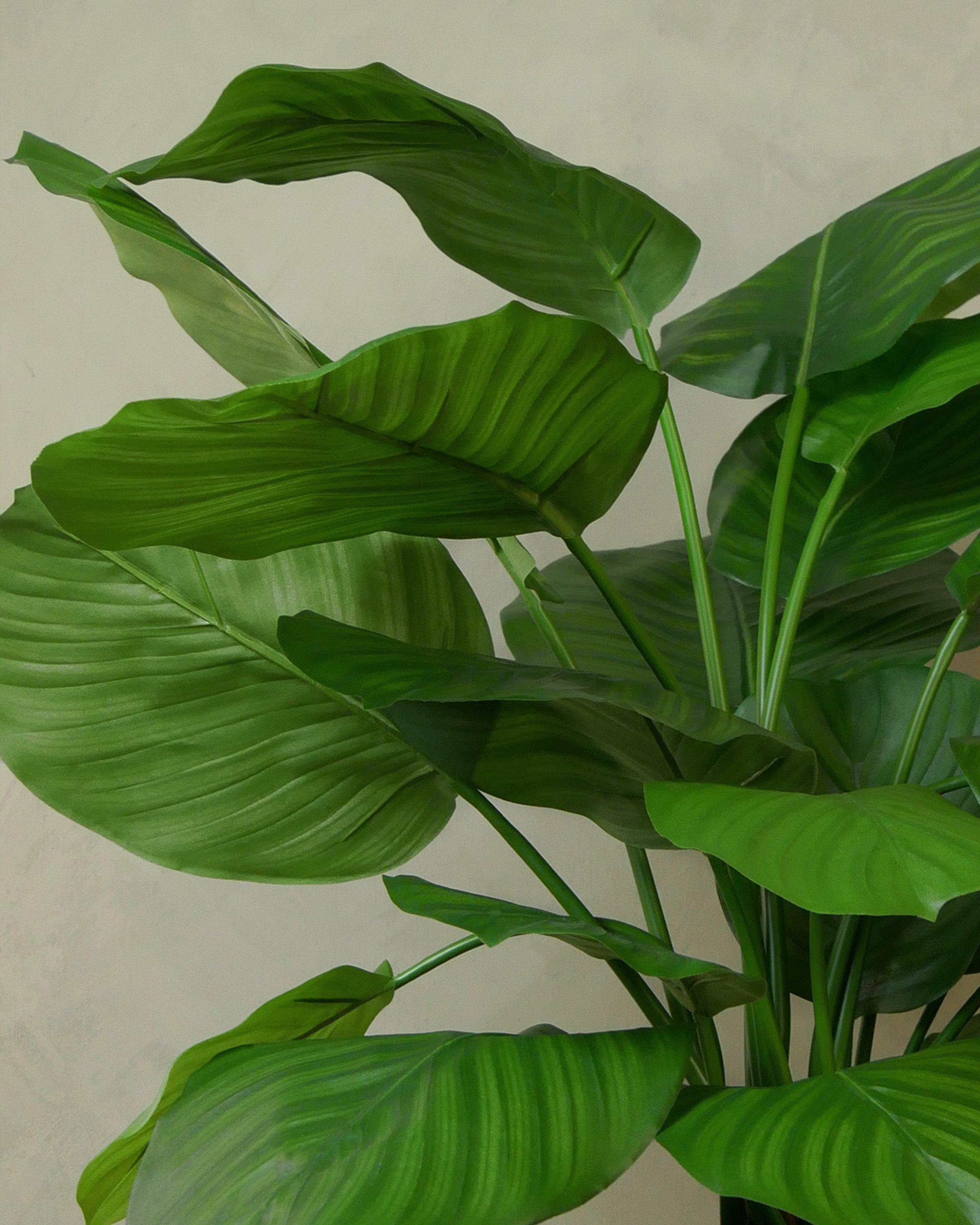 Calathea UV 72 cm