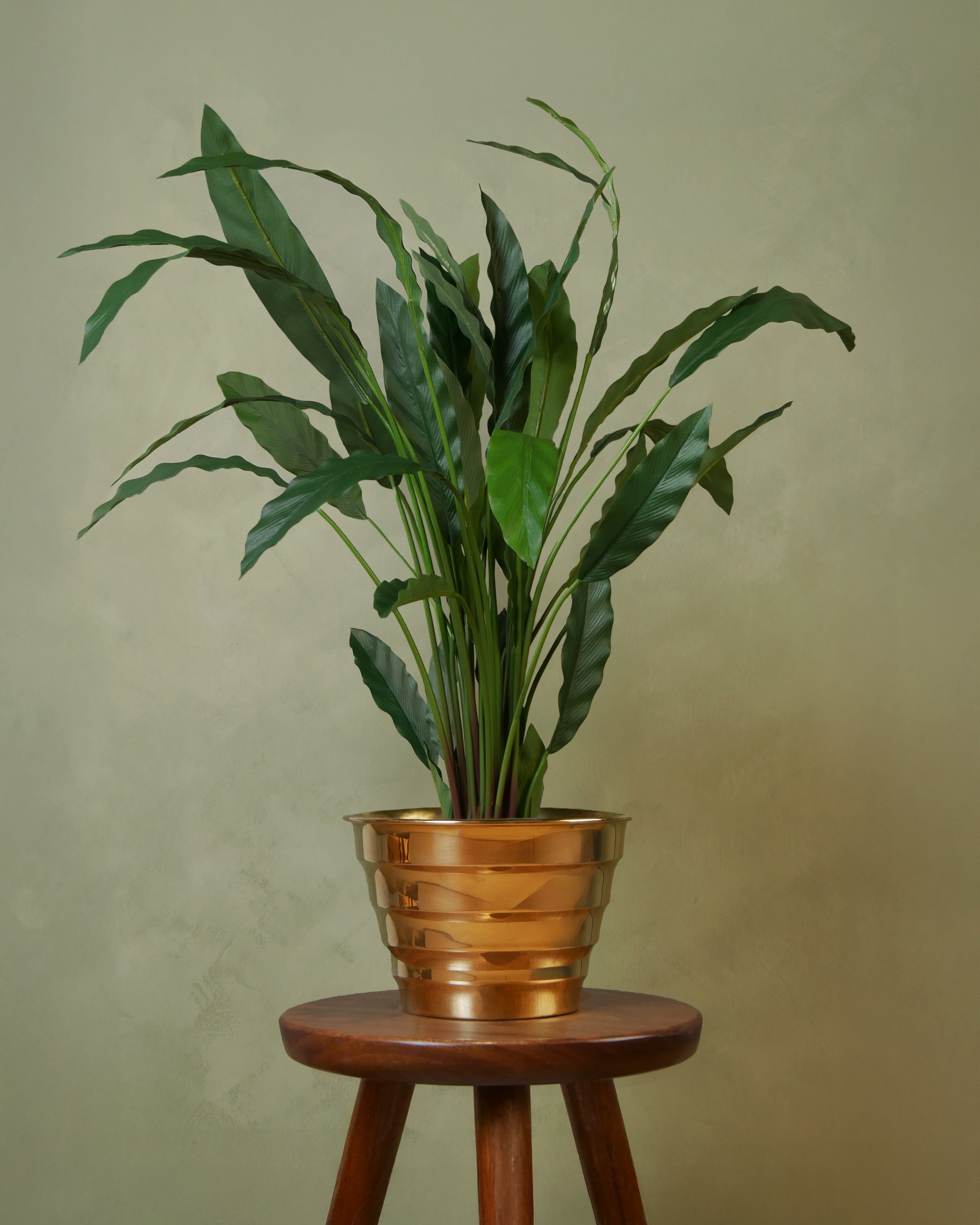 Calathea 77 cm