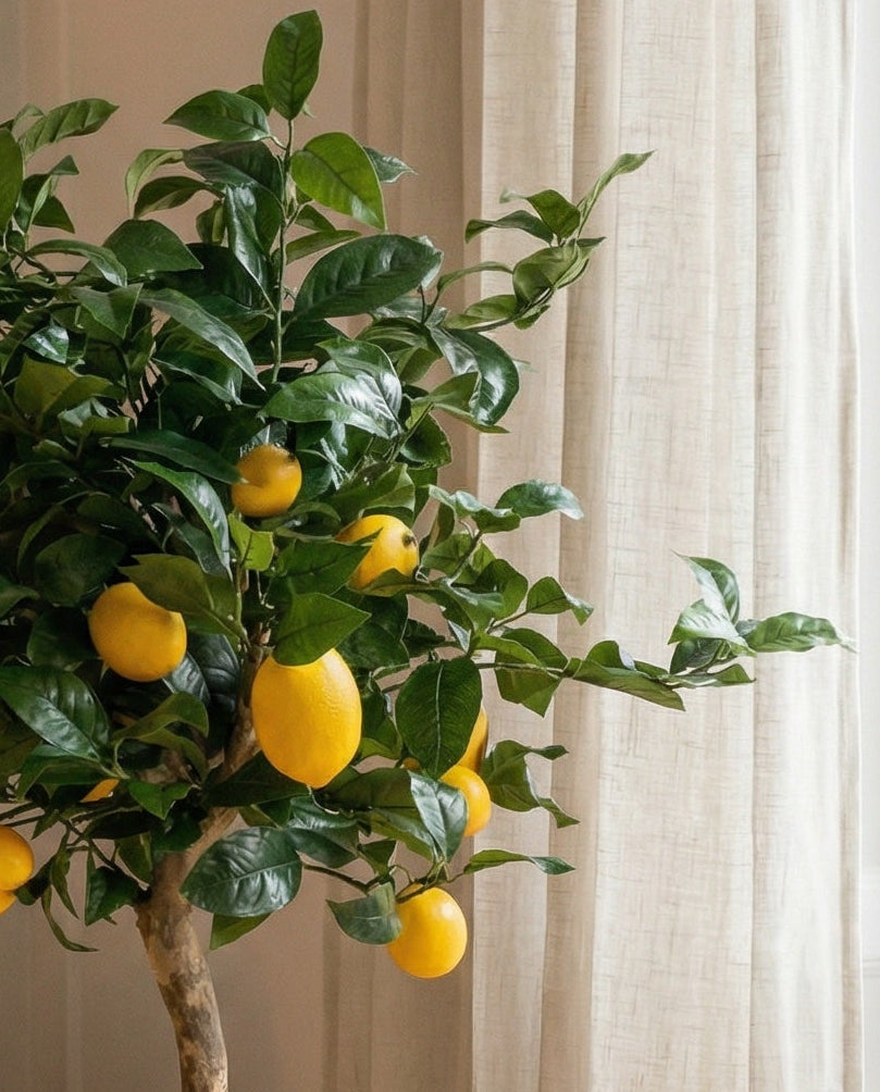 Citronträd 110-140 cm