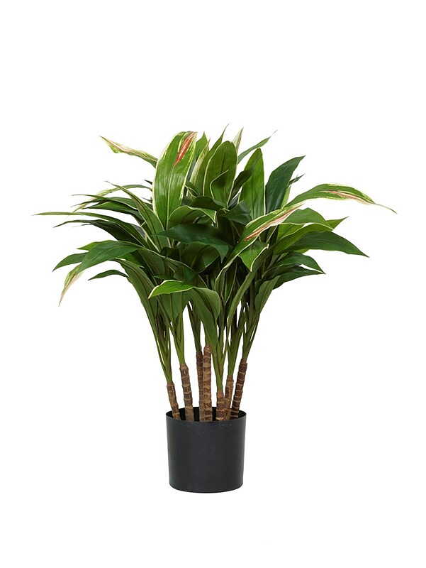 Cordyline växt 70 - 90 cm