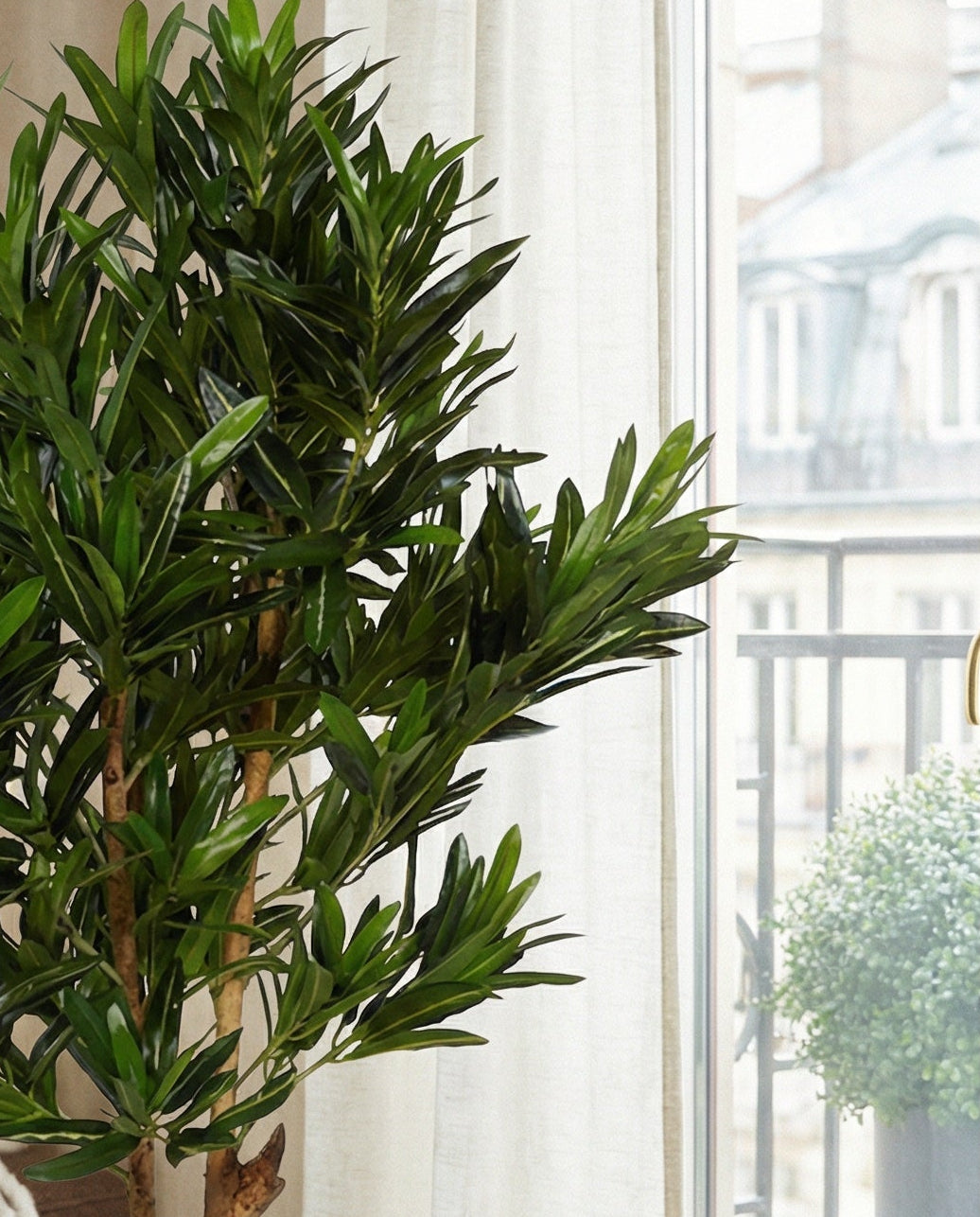 Croton träd 120 - 150 cm