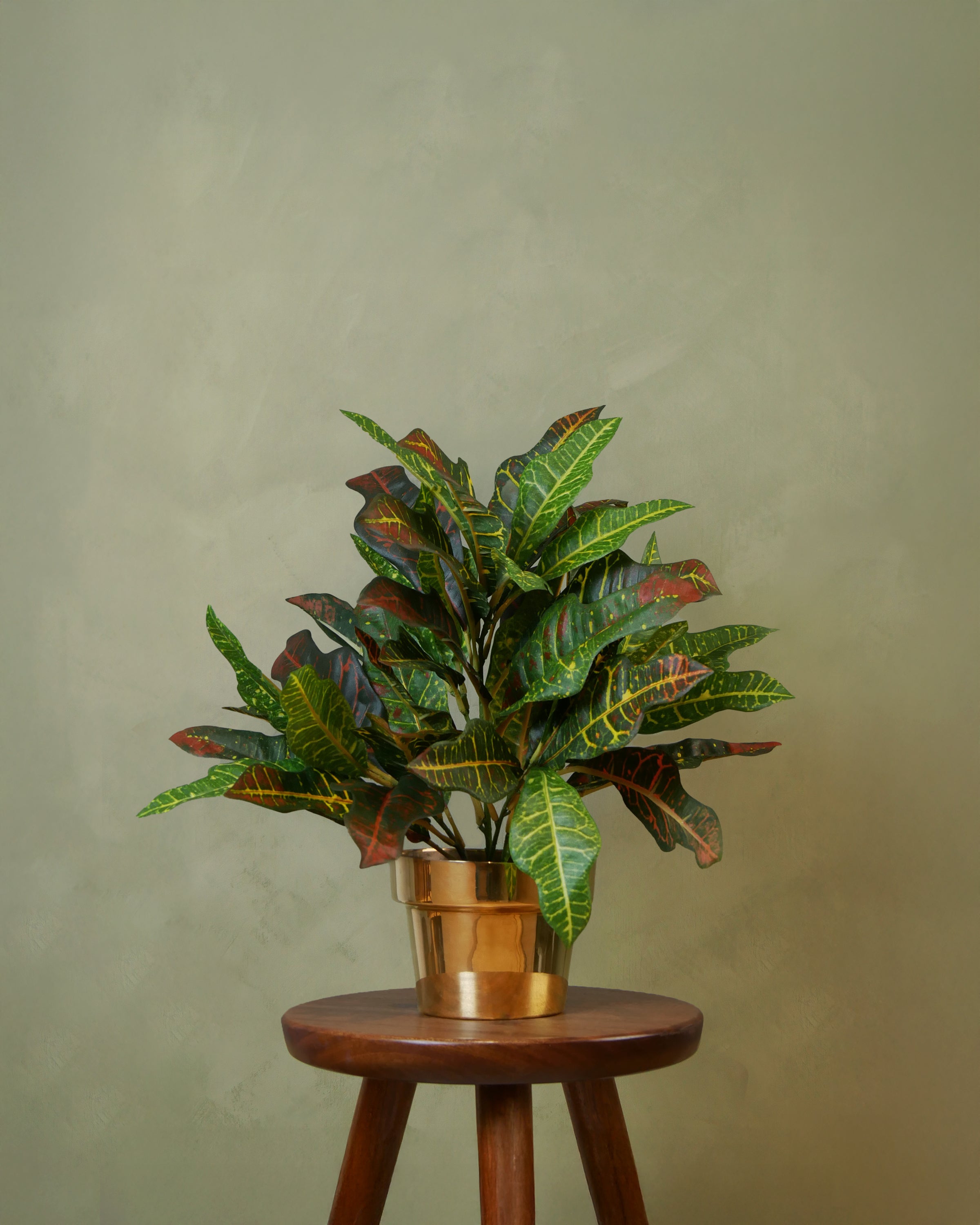 Croton Petra 32 cm