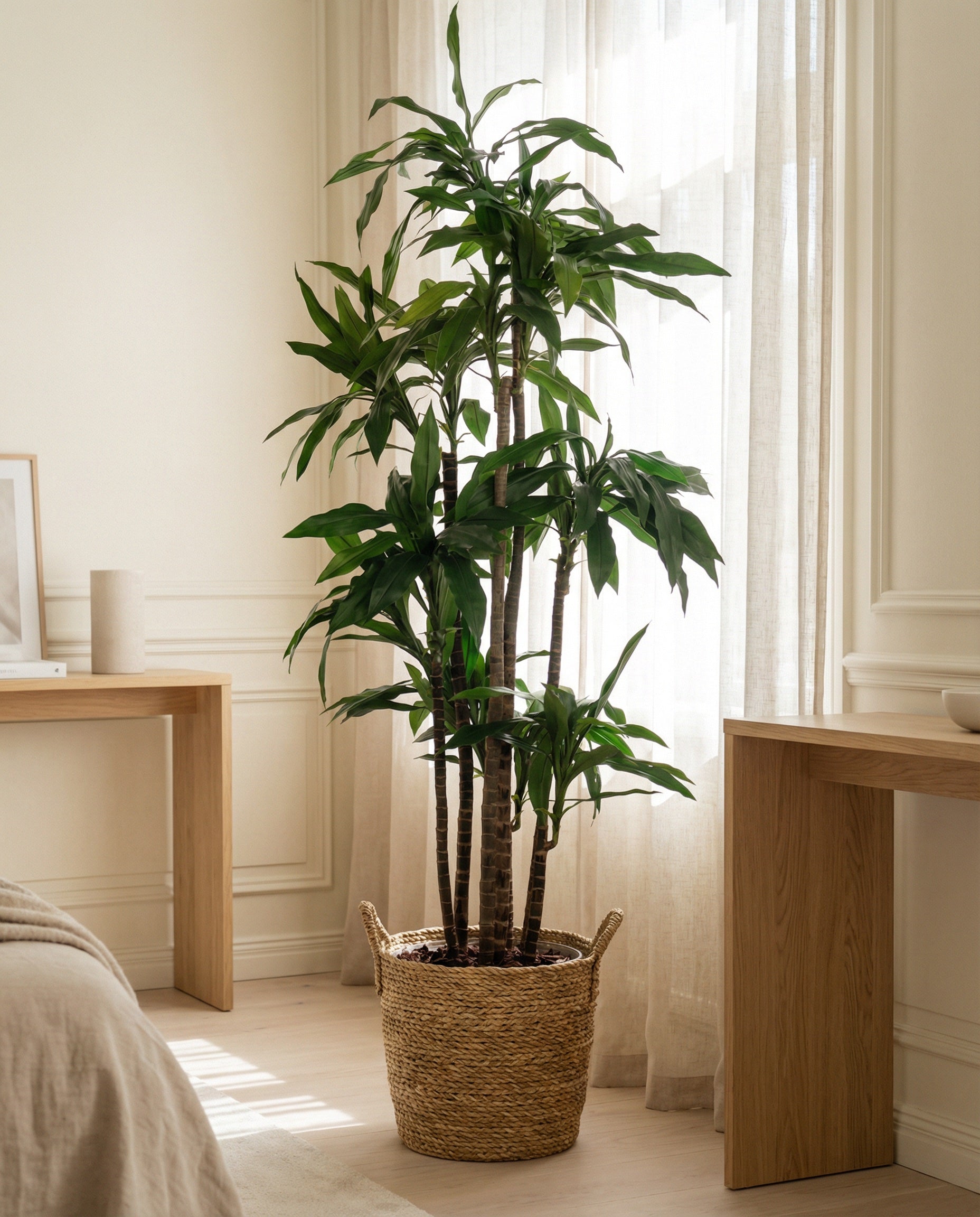 Dracaena 100 - 170 cm