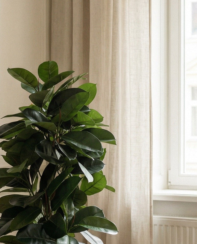 Ficus Elastica 140 cm