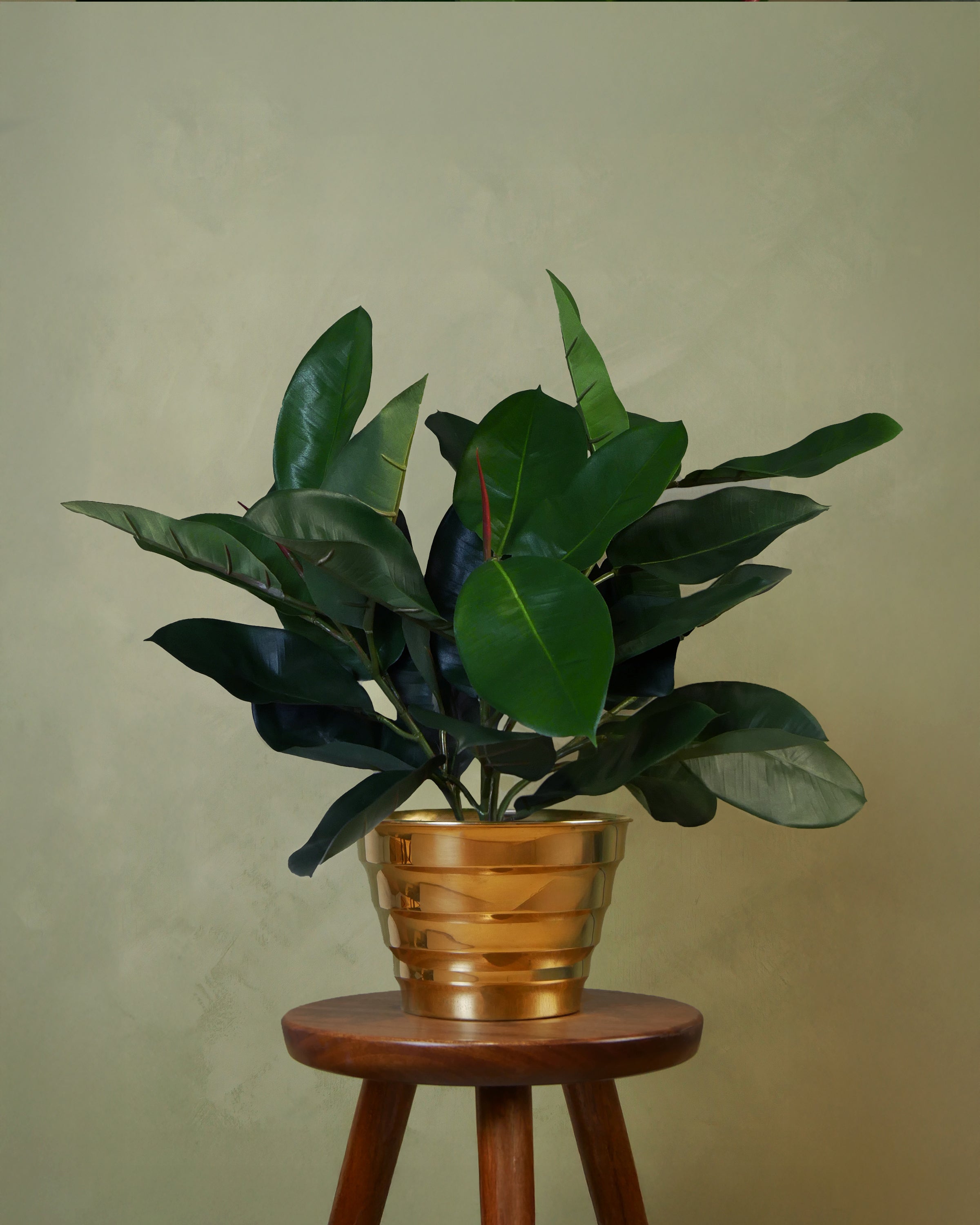 Ficus Elastica 60 cm
