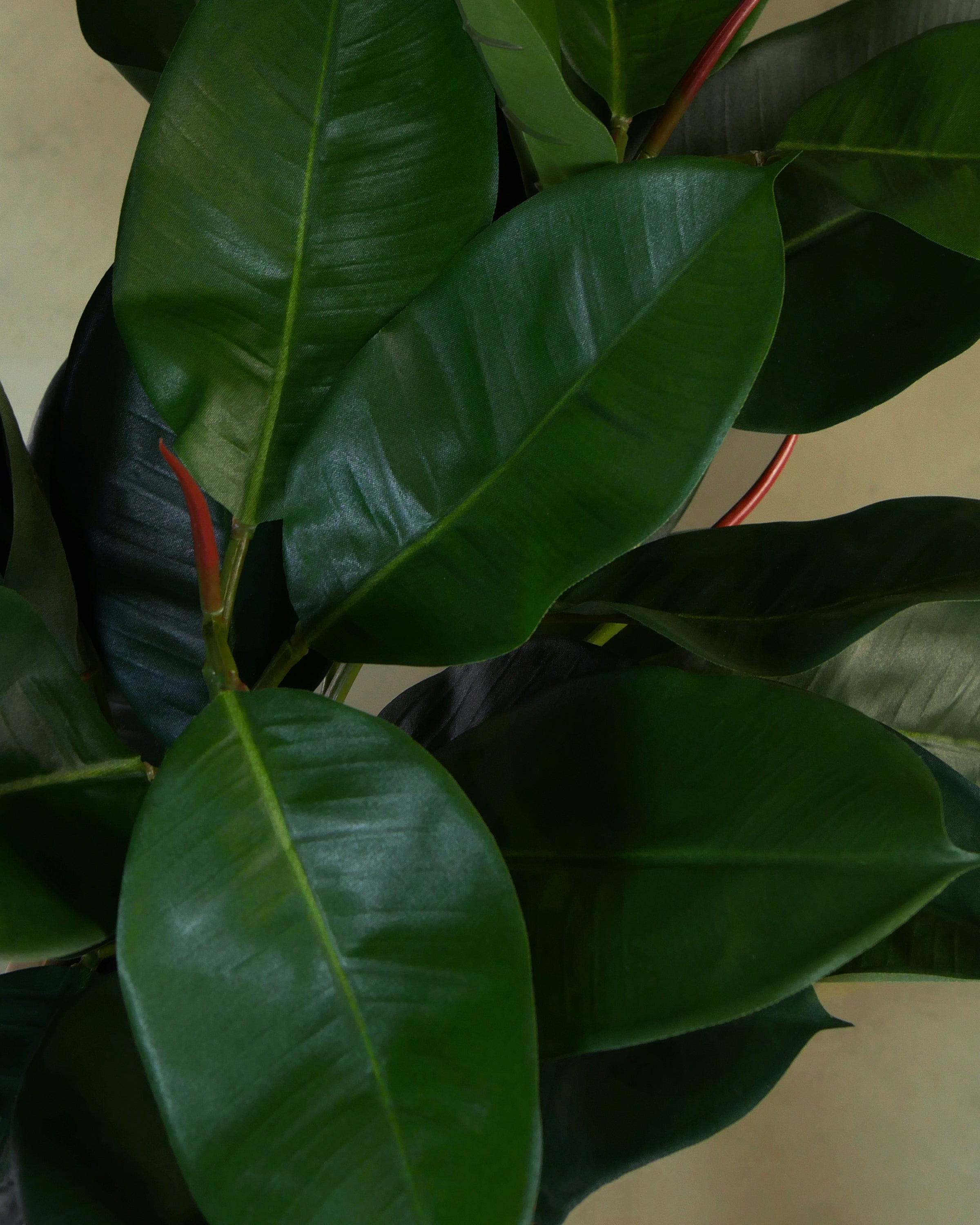 Ficus Elastica 60 cm