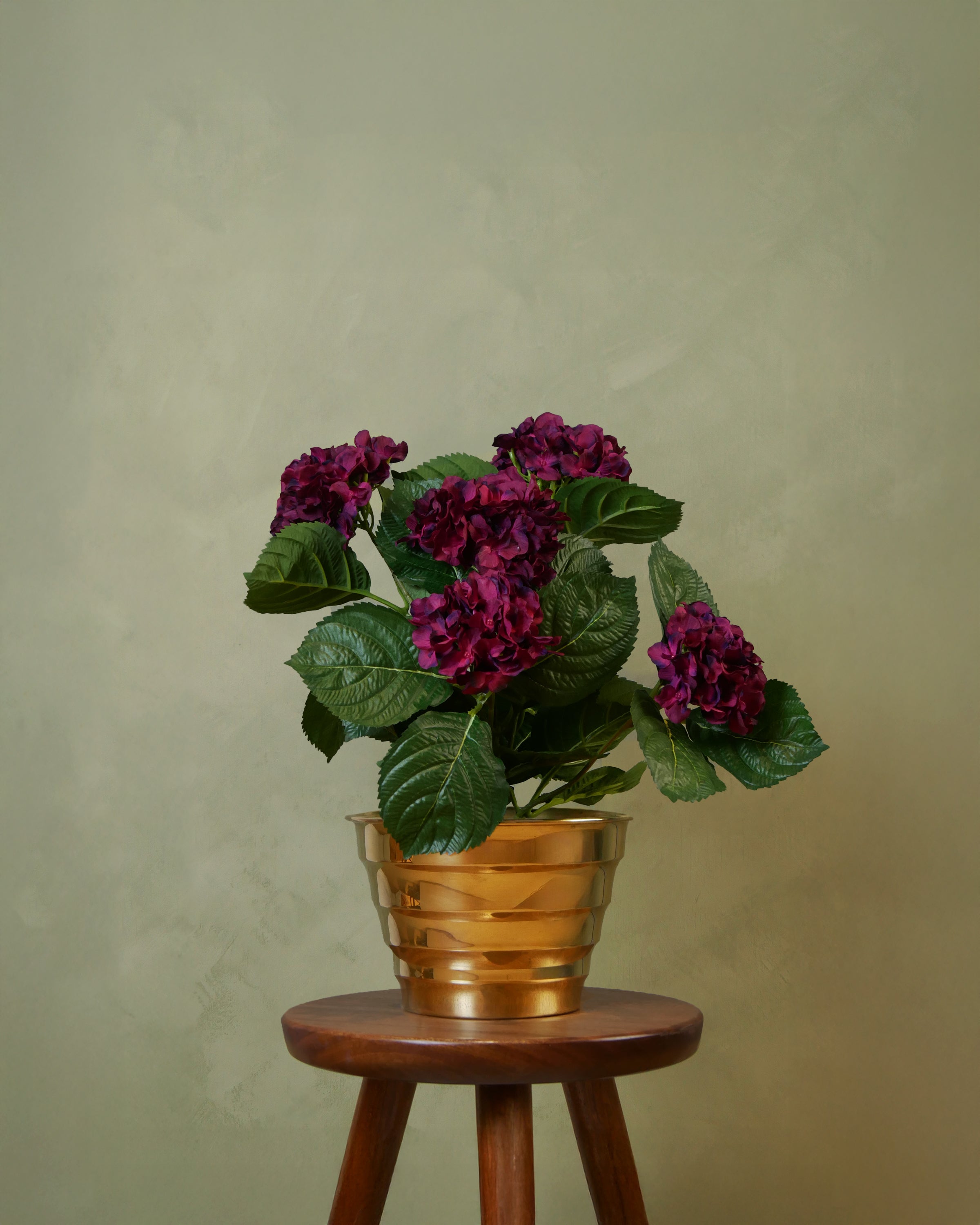 Hydrangea in pot 40 cm, Purple/Red