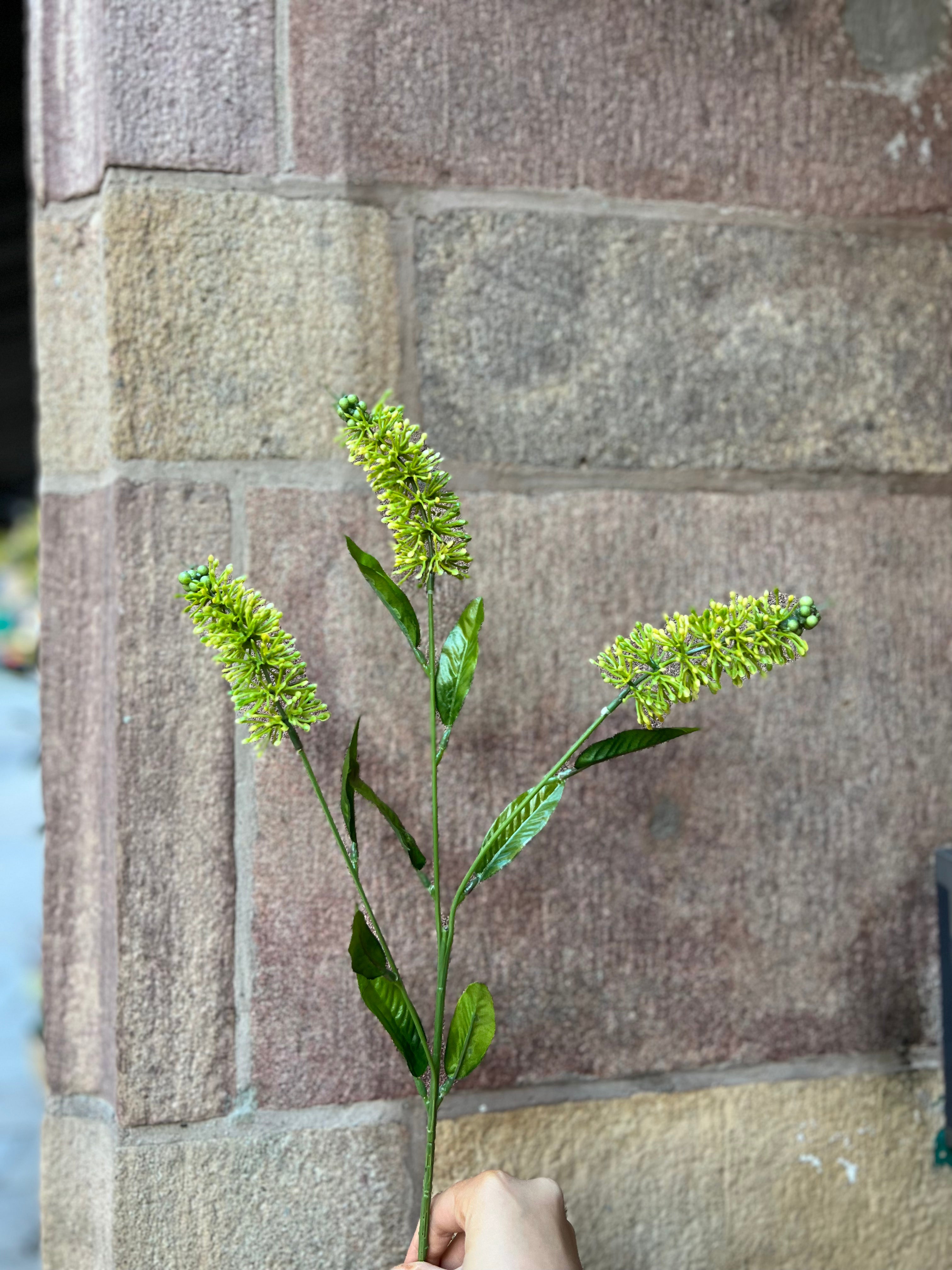 Astilbe Grön, 60 cm