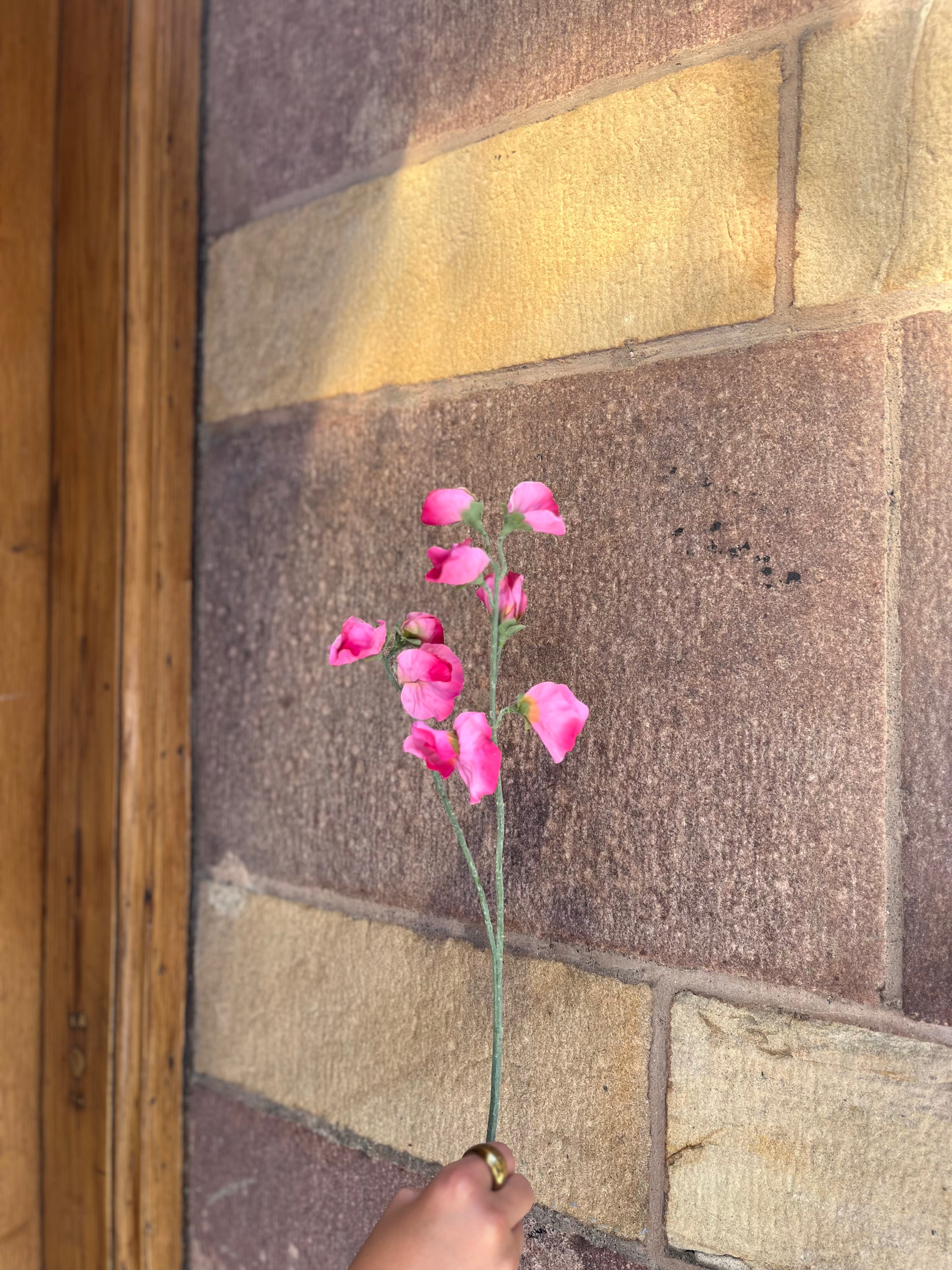 Luktärt Rosa, 40 cm