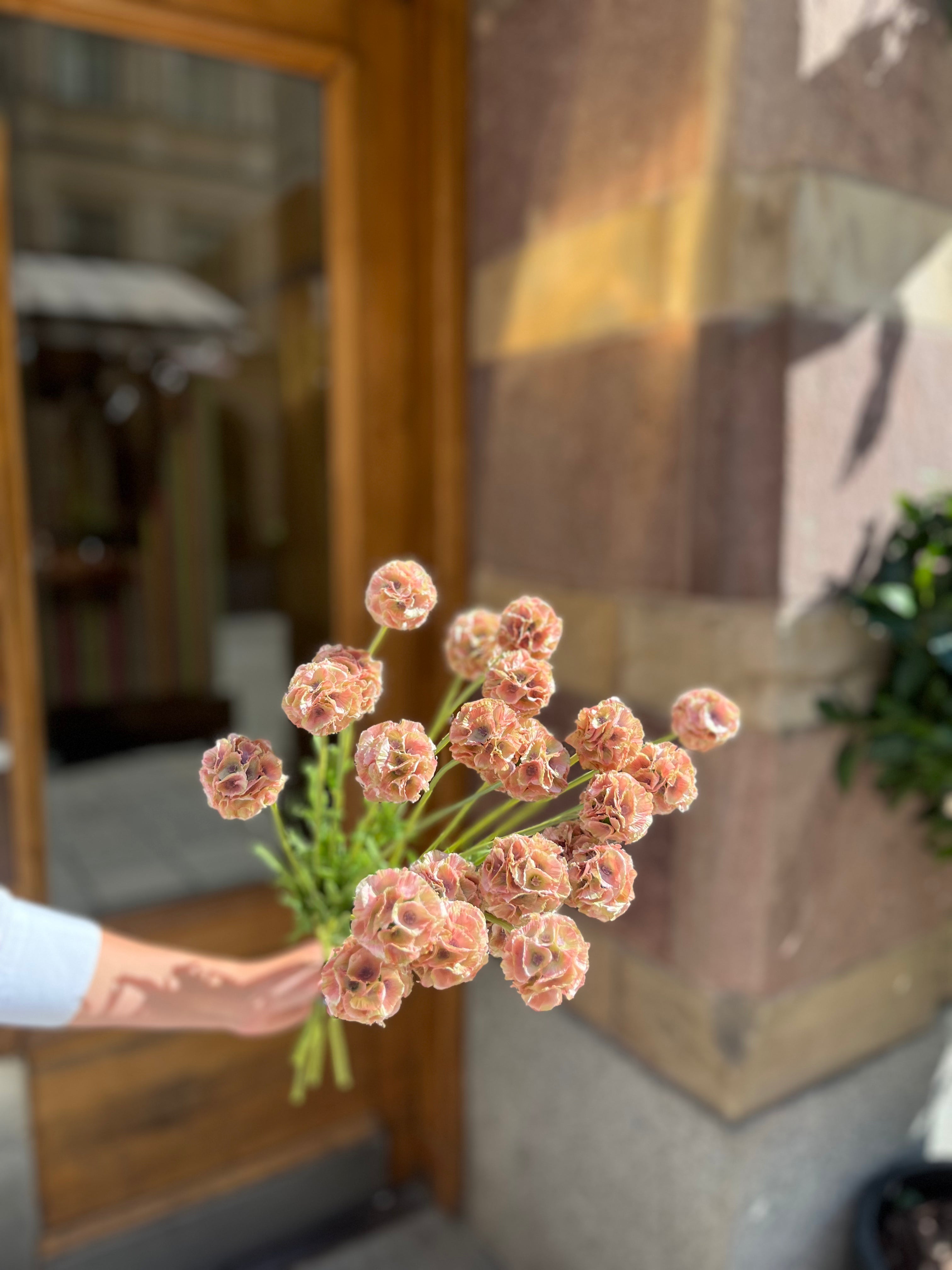 Scabiosa 50 cm, Rosa