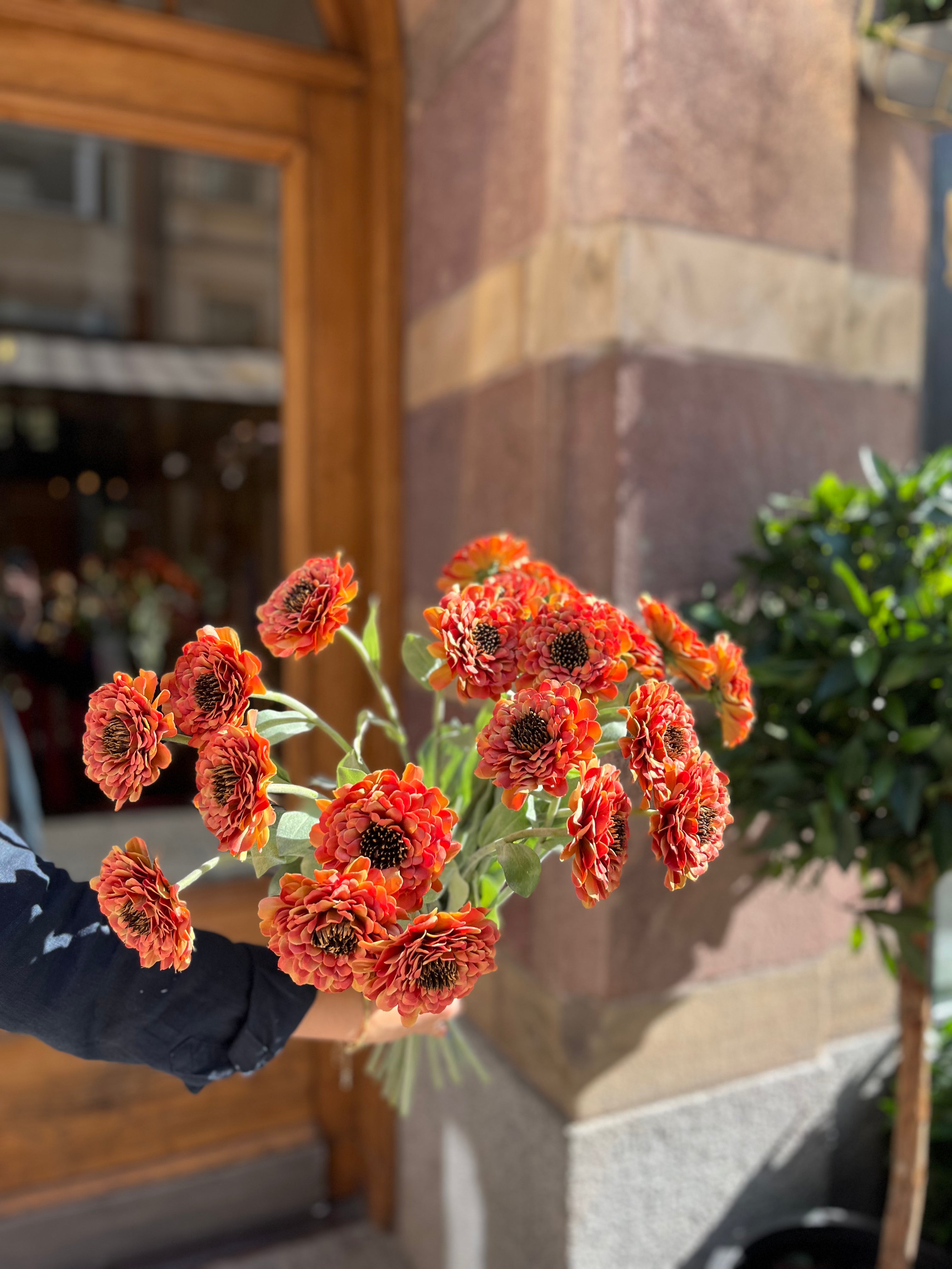 Zinnia Orange, 50 cm