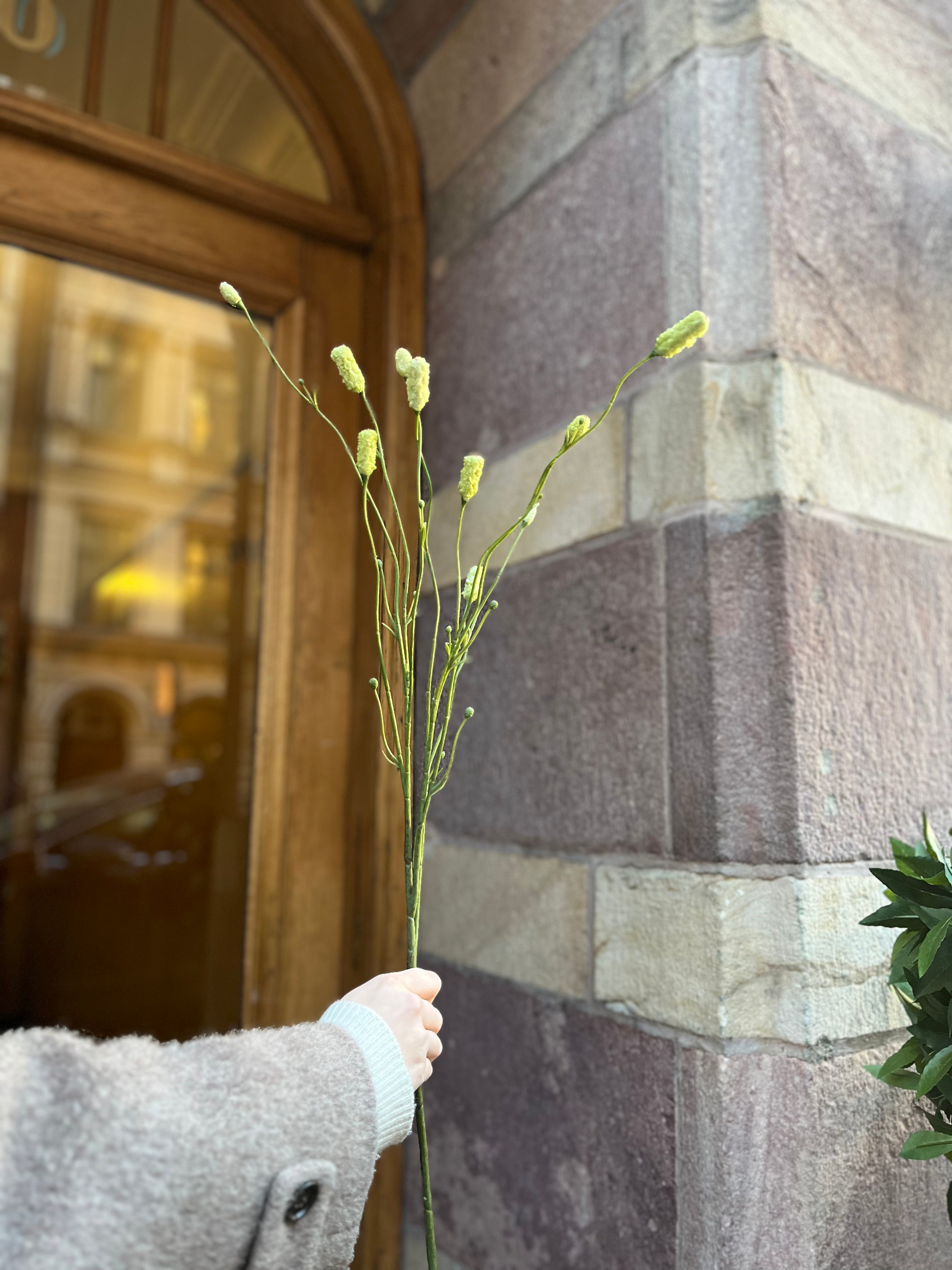 Pimpinelle Green, 75 cm