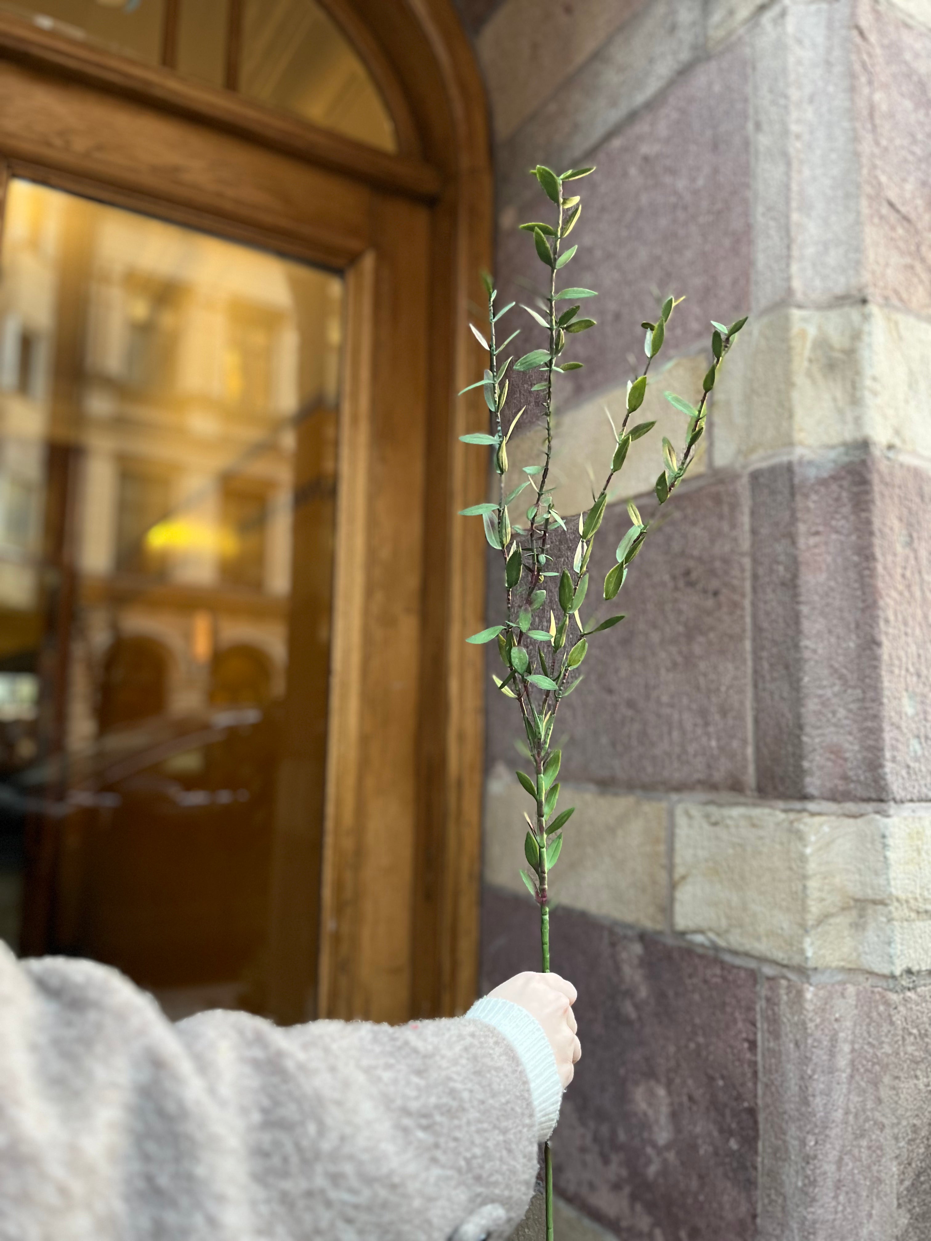 Eucalyptus mini, 70 cm