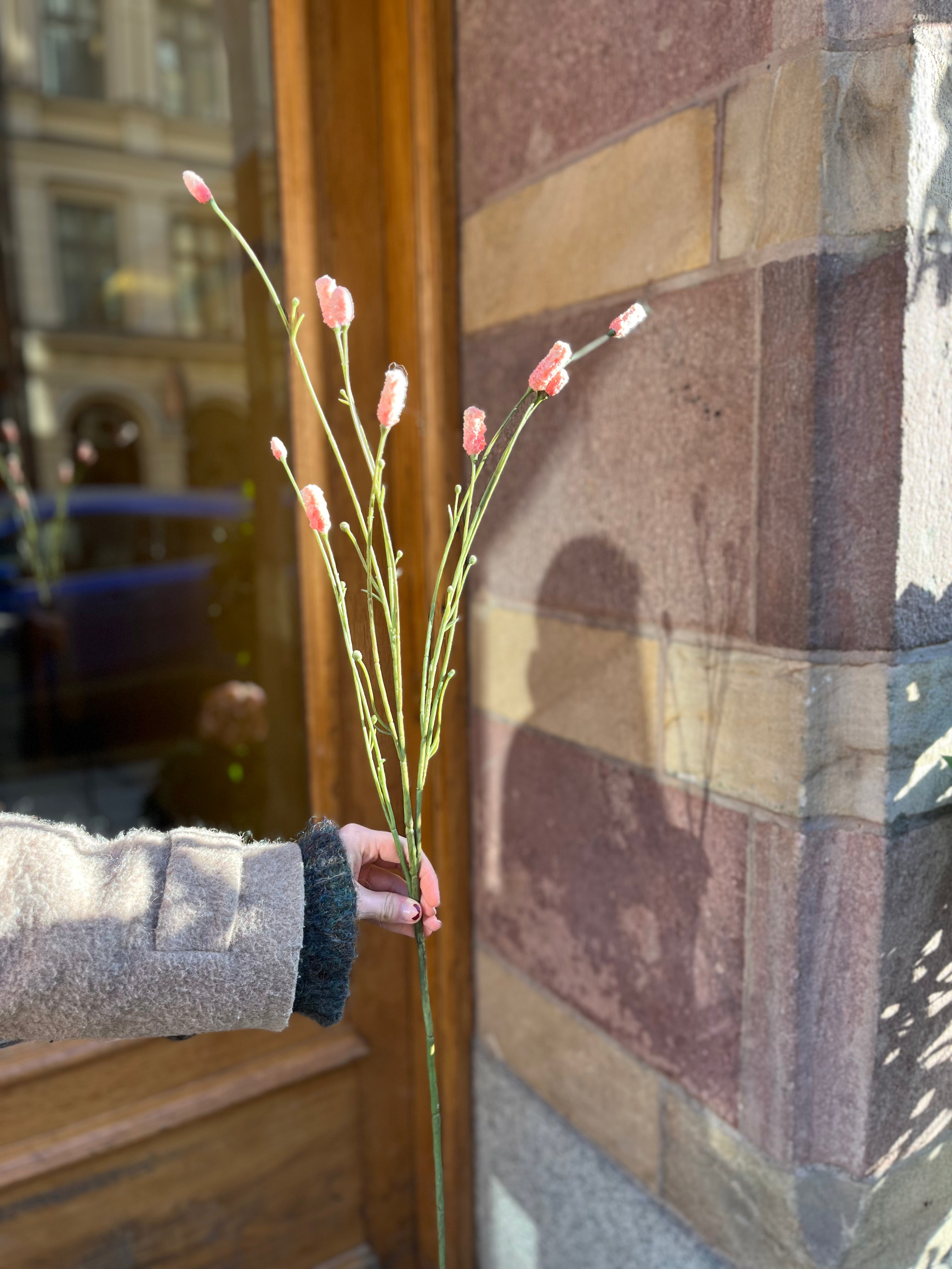 Pimpinelle Pink, 75 cm