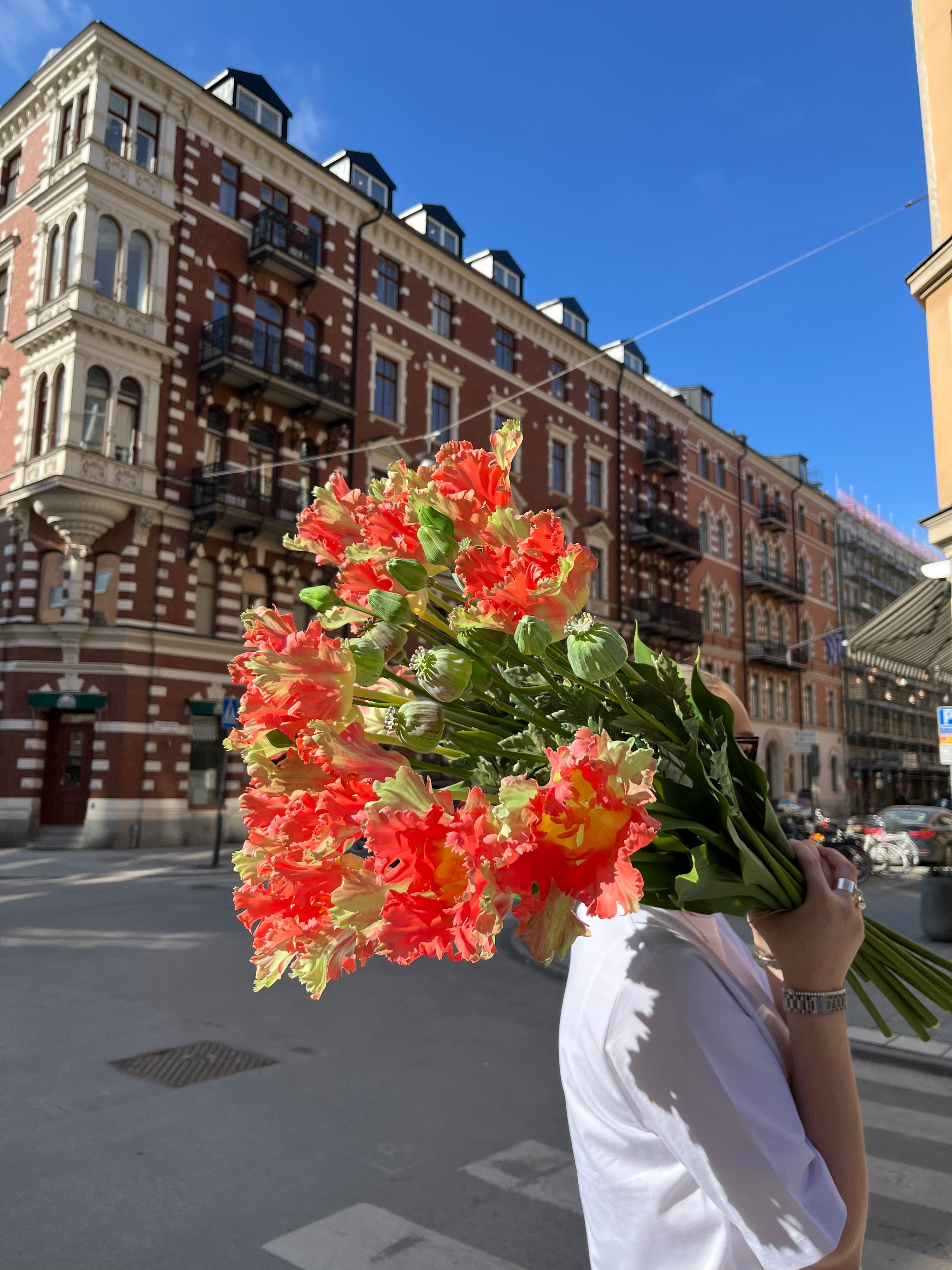 Parrot tulip Orange, 80 cm