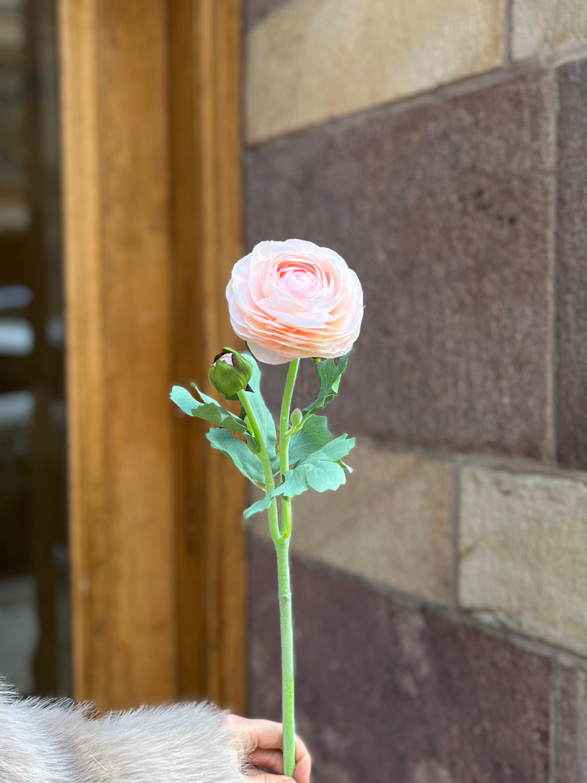 Ranunculus 50 cm, Peach