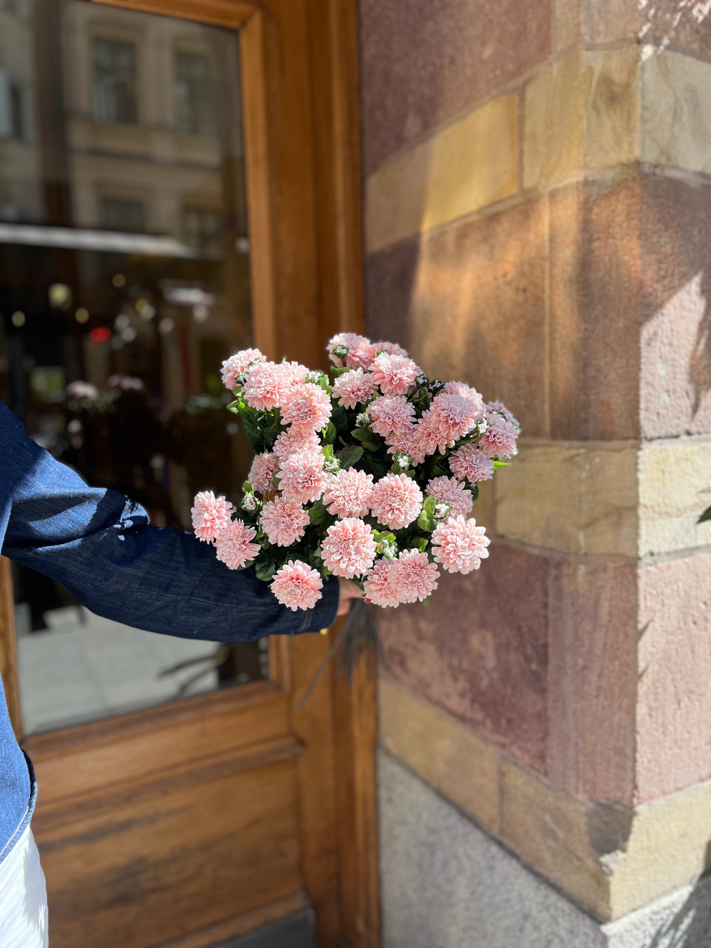 Chrysantemum Ljusrosa, 50 cm