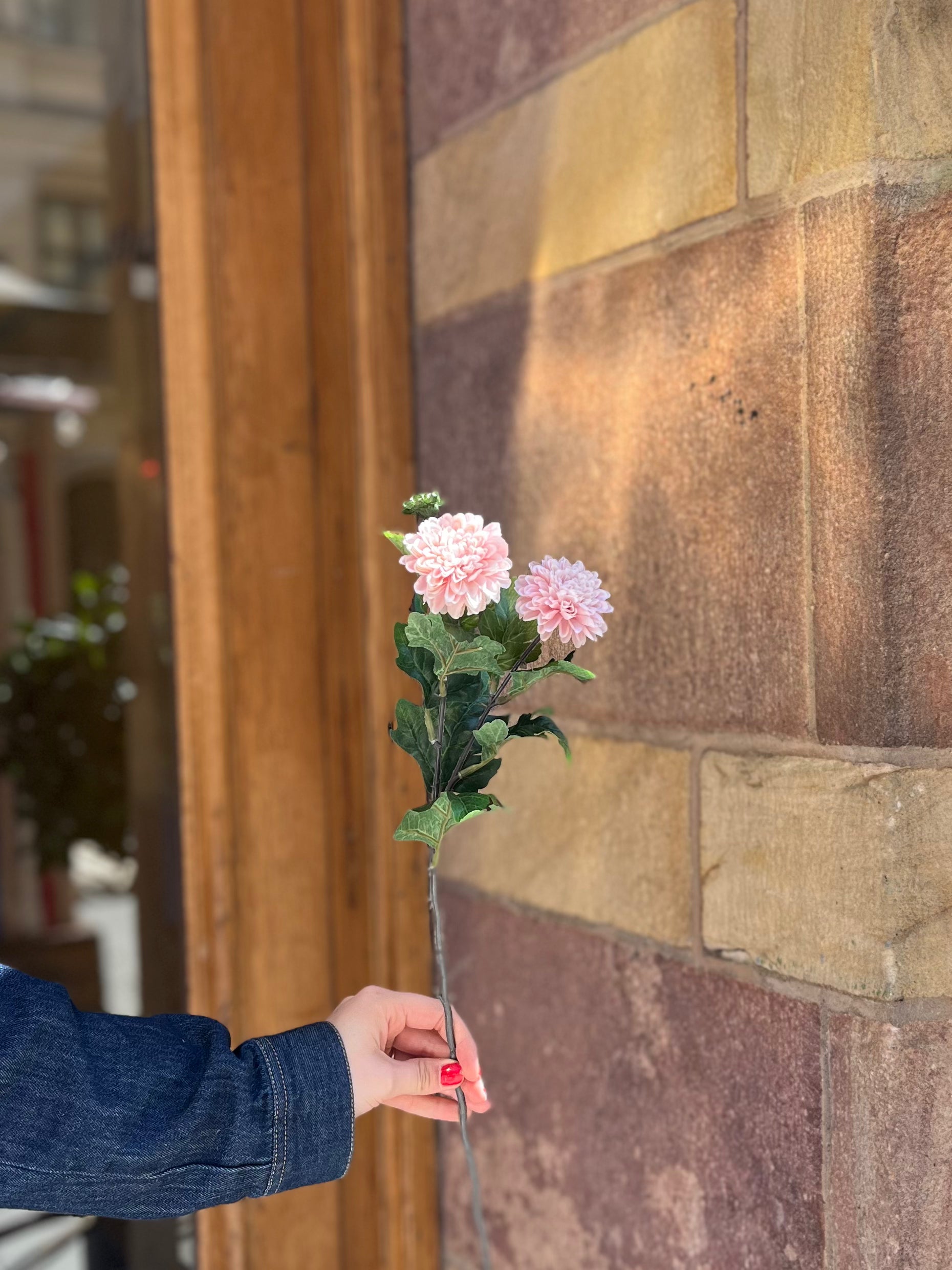 Chrysantemum Ljusrosa, 50 cm